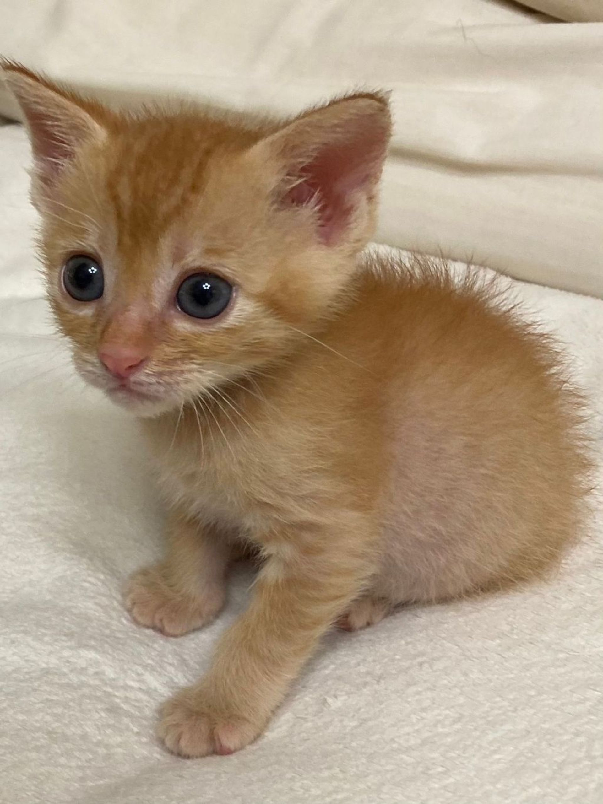 雑種（ミックス猫）・メスの里親募集の写真