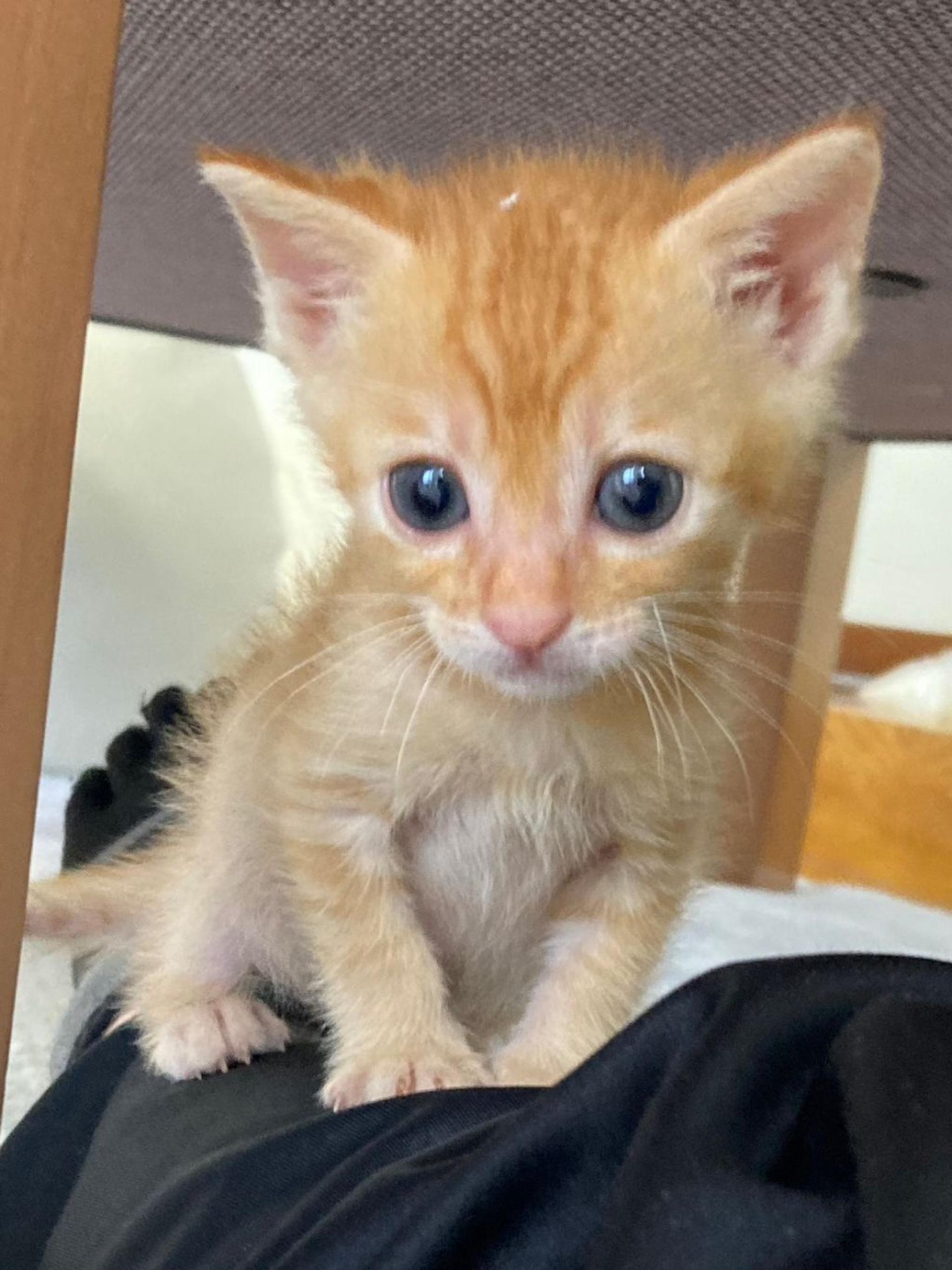 pet-image-2