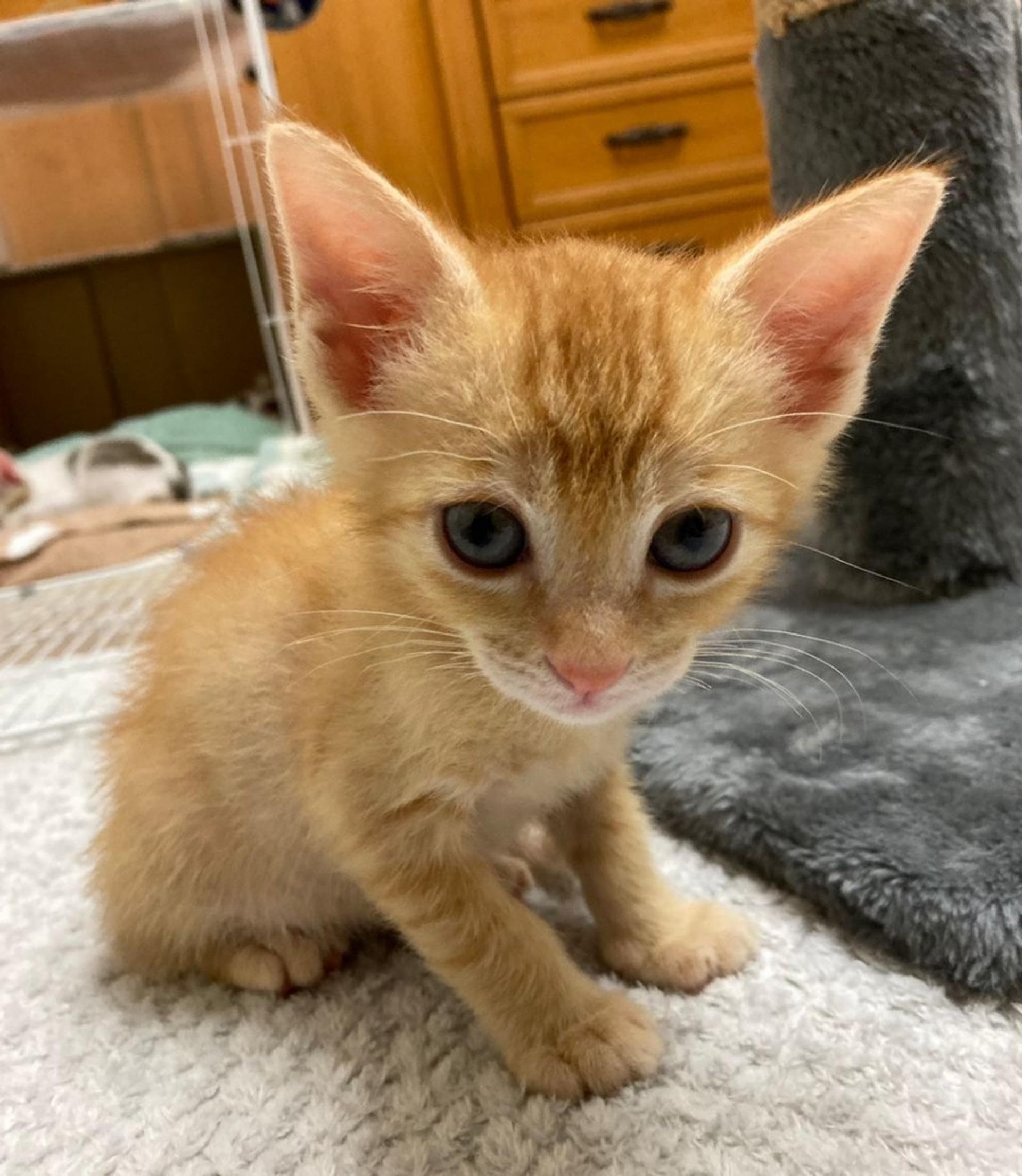 pet-image-3