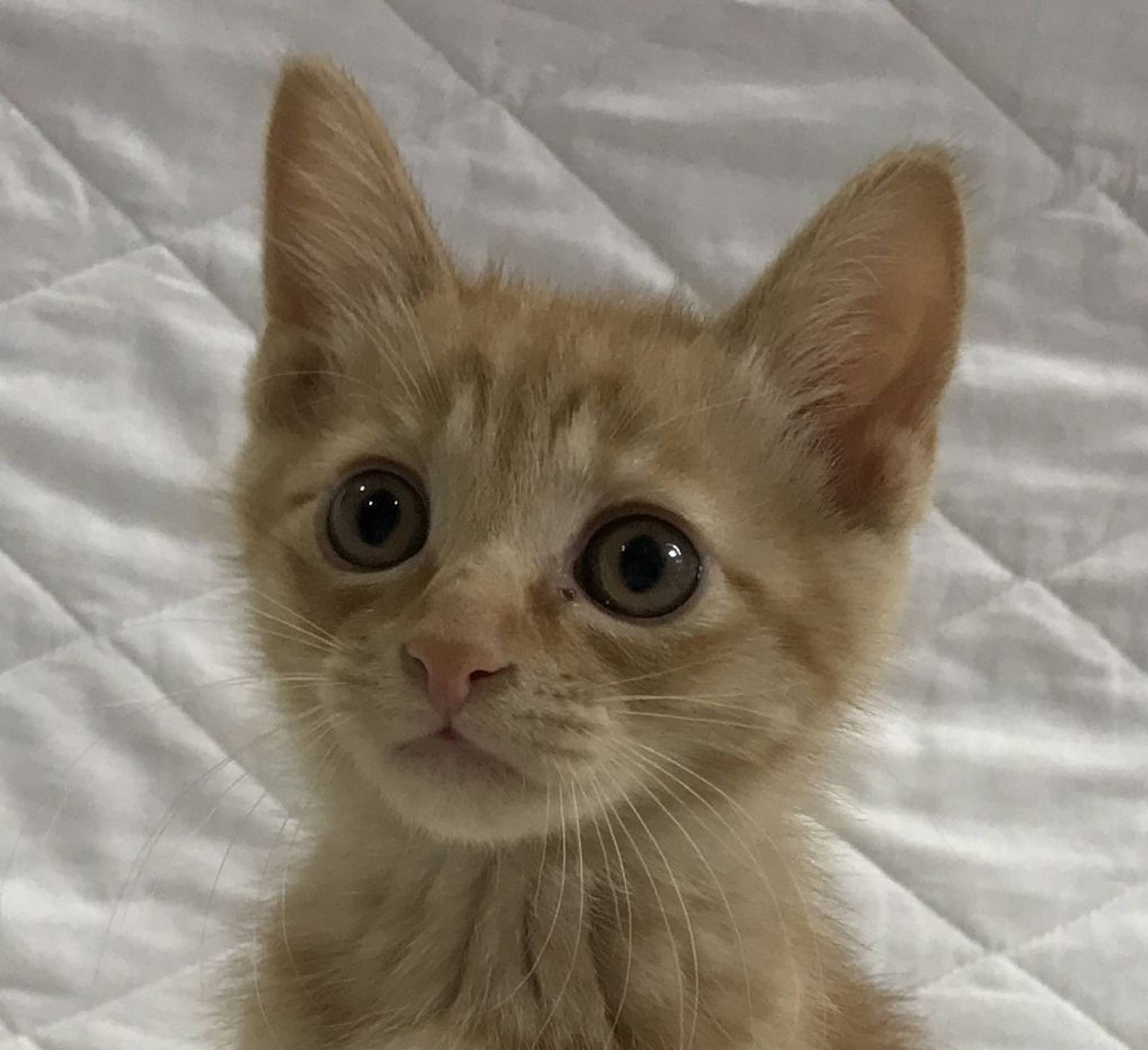 雑種（ミックス猫）・オスの里親募集の写真