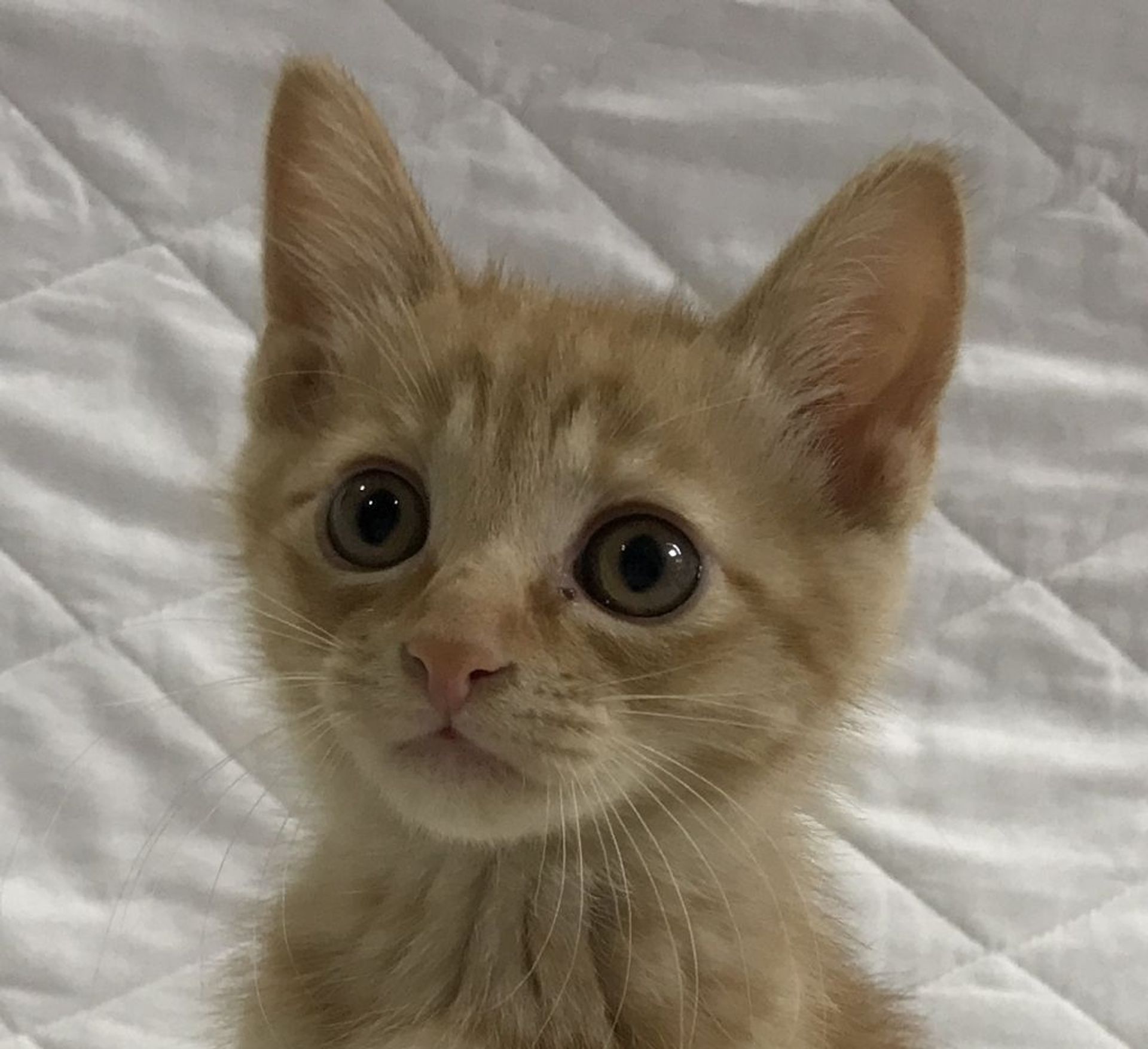雑種（ミックス猫）・オスの里親募集の写真