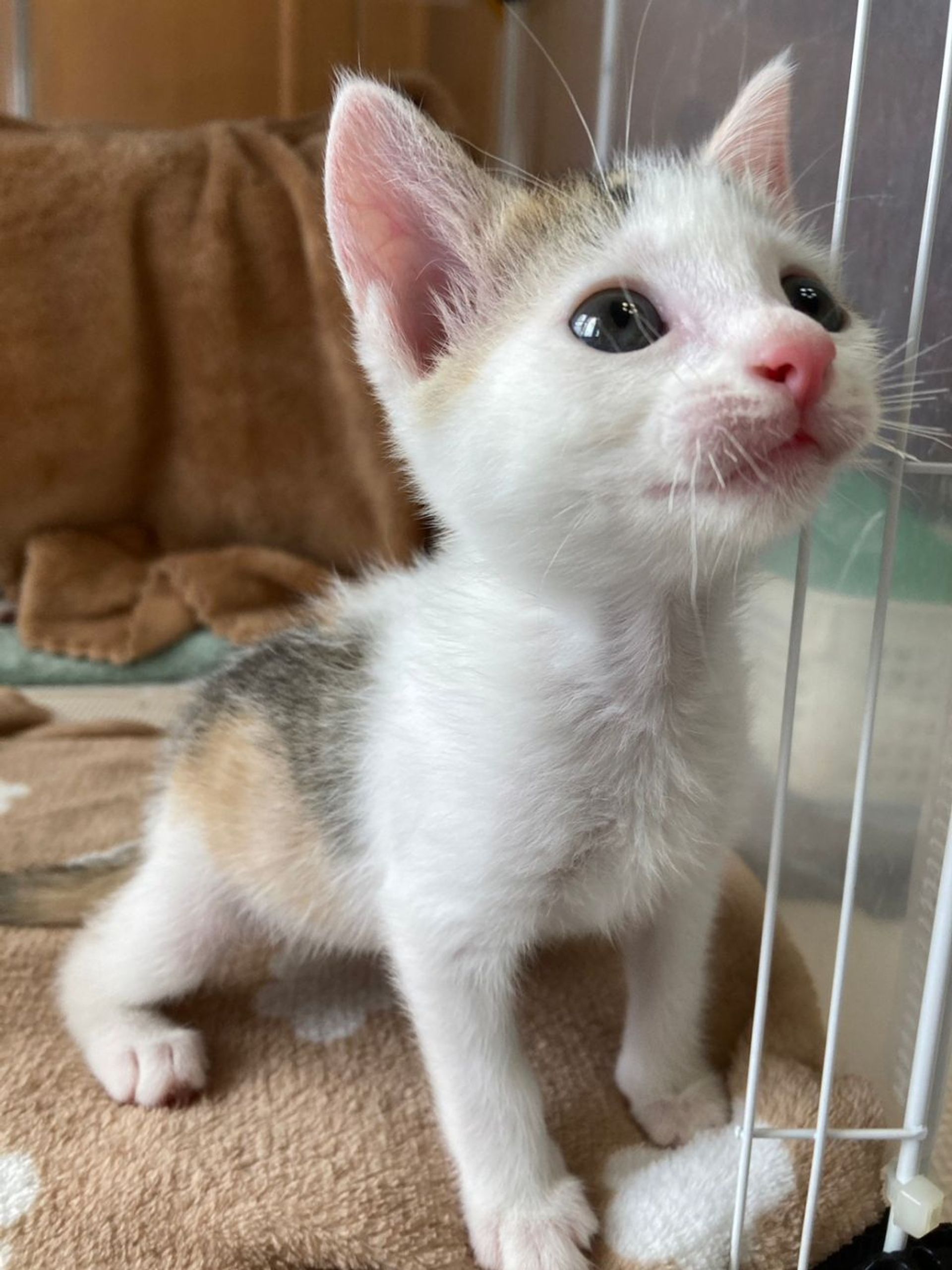 雑種（ミックス猫）・メスの里親募集の写真