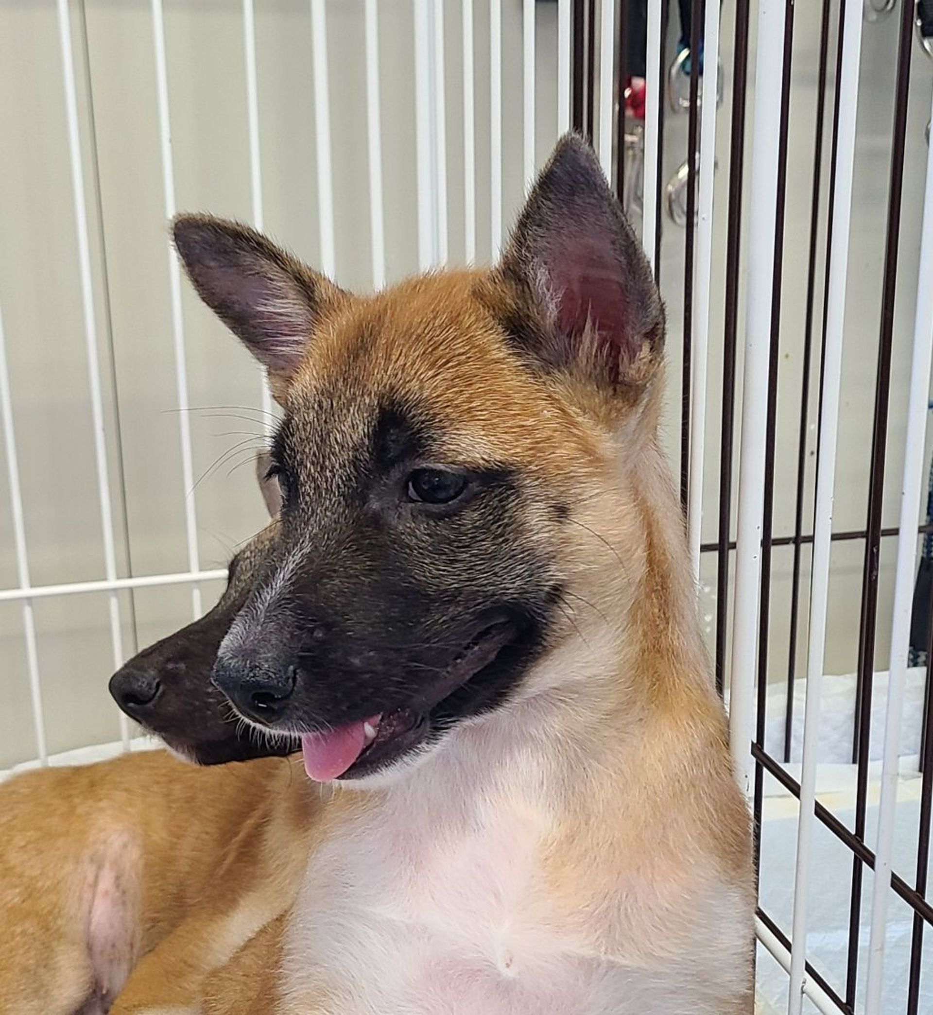 雑種（ミックス犬）・オスの里親募集の写真
