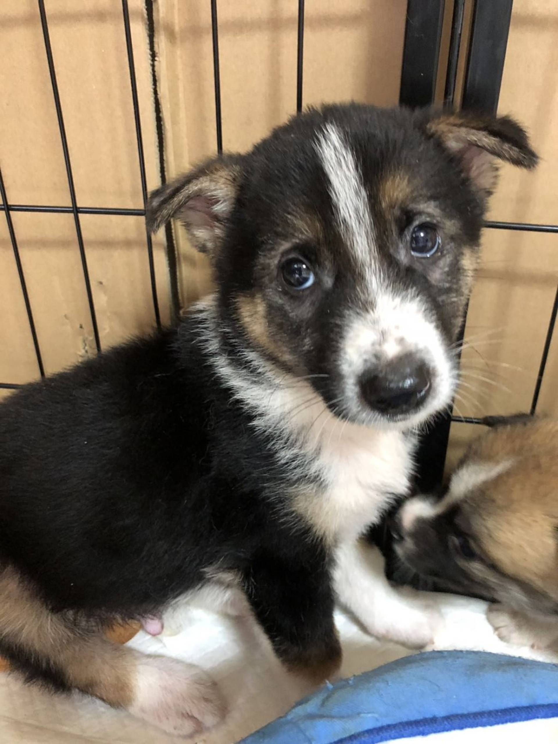 雑種（ミックス犬）・オスの里親募集の写真