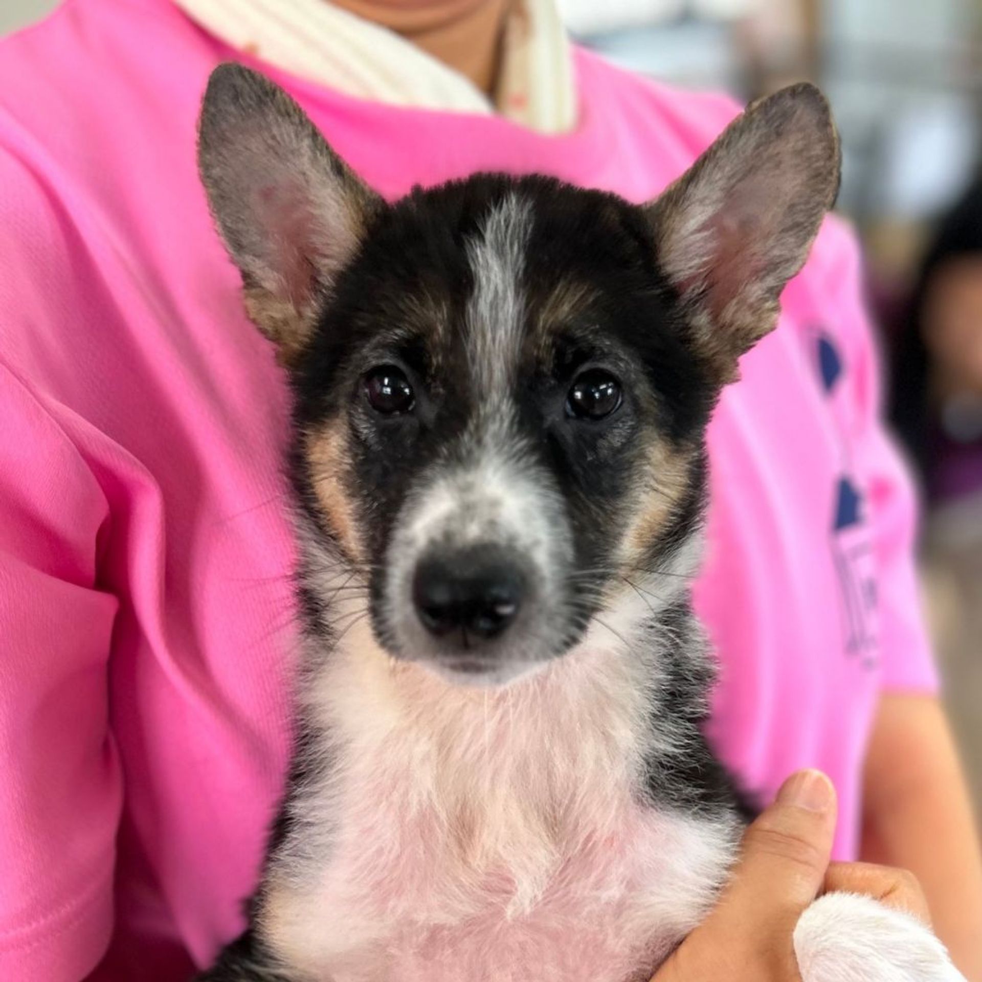 雑種（ミックス犬）・オスの里親募集の写真