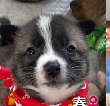 雑種（ミックス犬）・メスの里親募集の写真