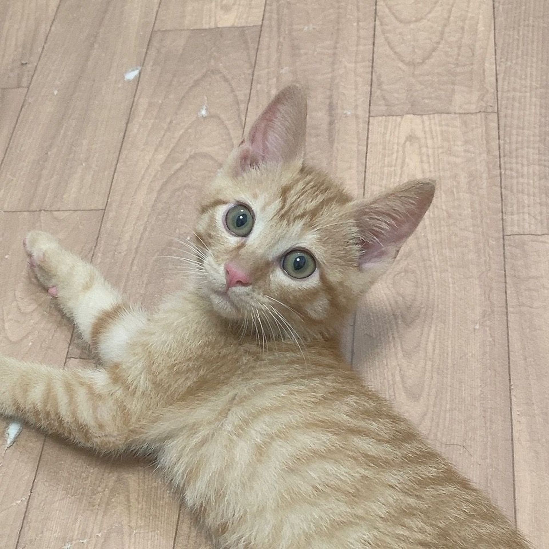 雑種（ミックス猫）・オスの里親募集の写真