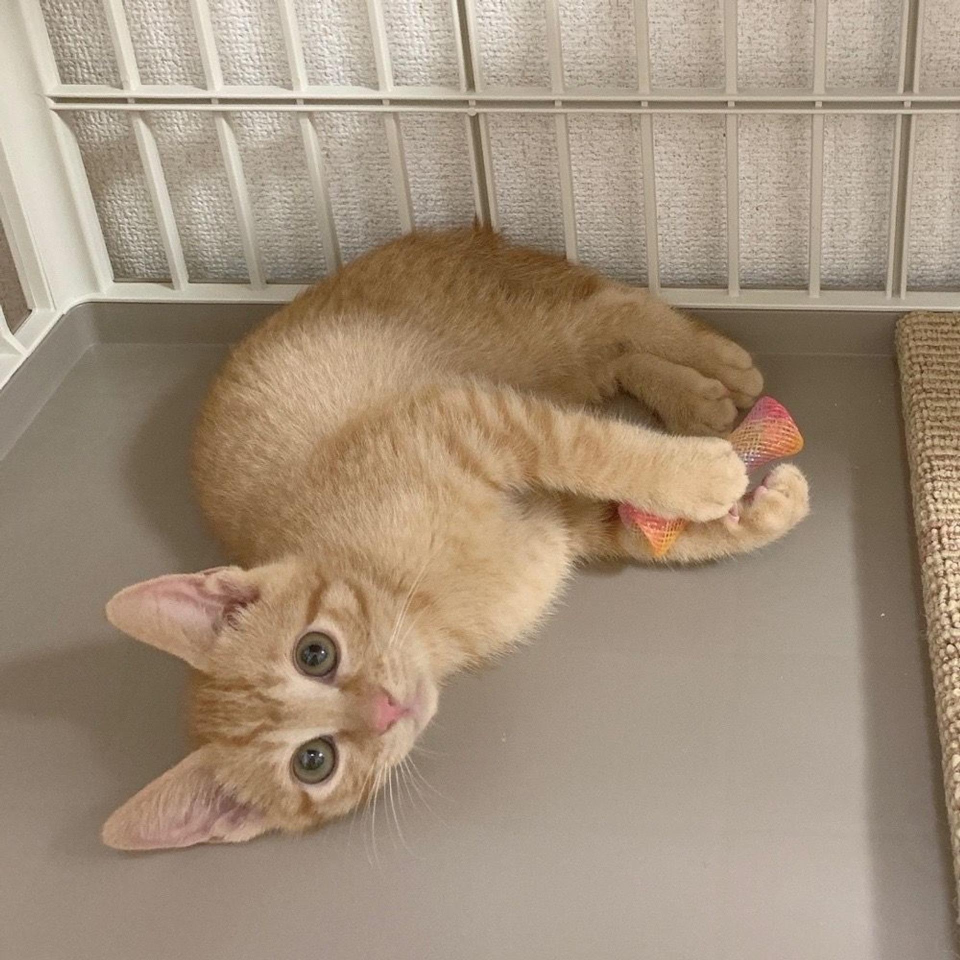 pet-image-3