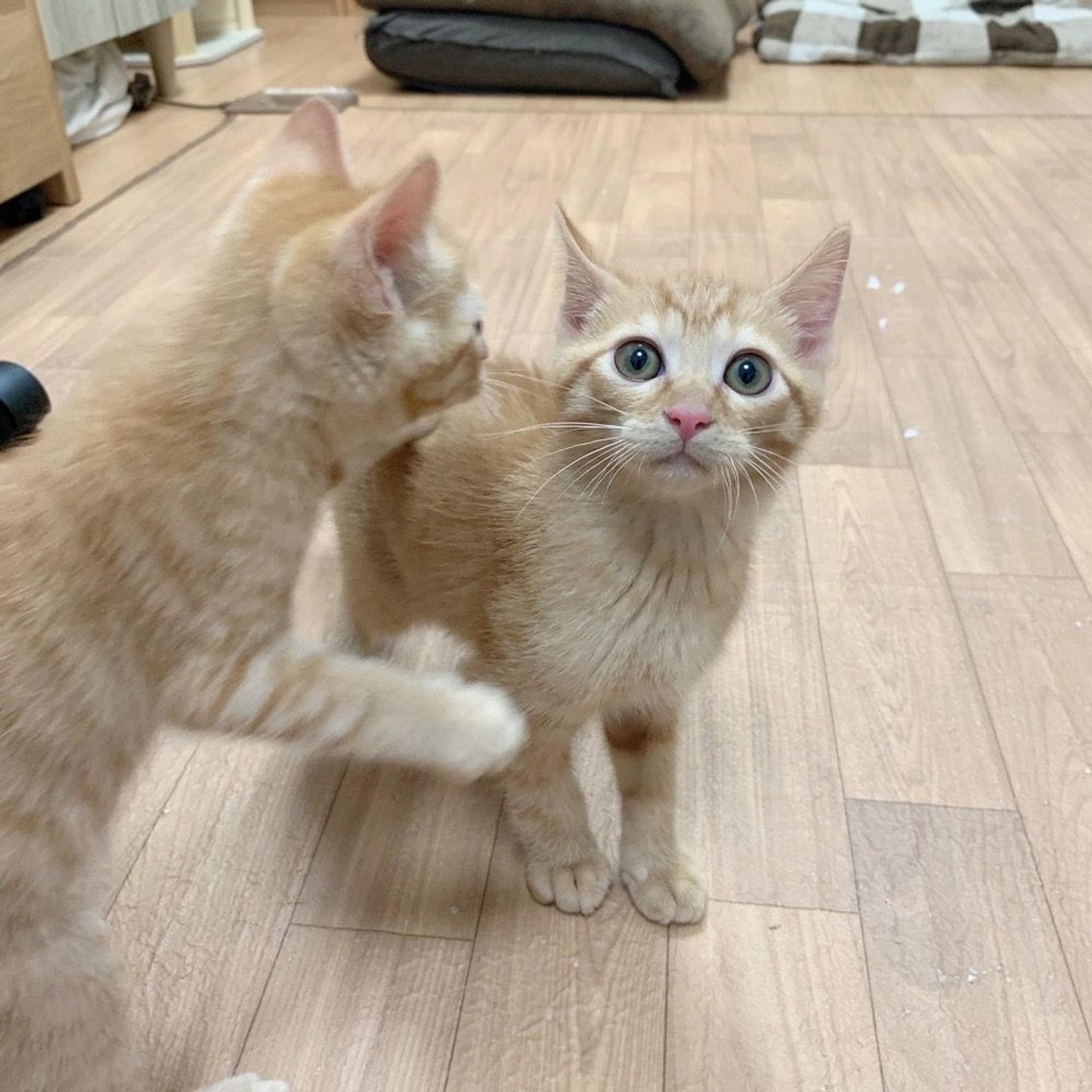 pet-image-8