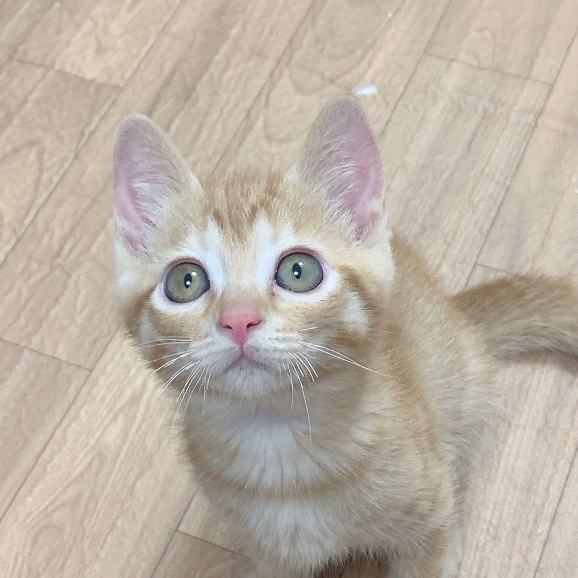 雑種（ミックス猫）・メスの里親募集の写真