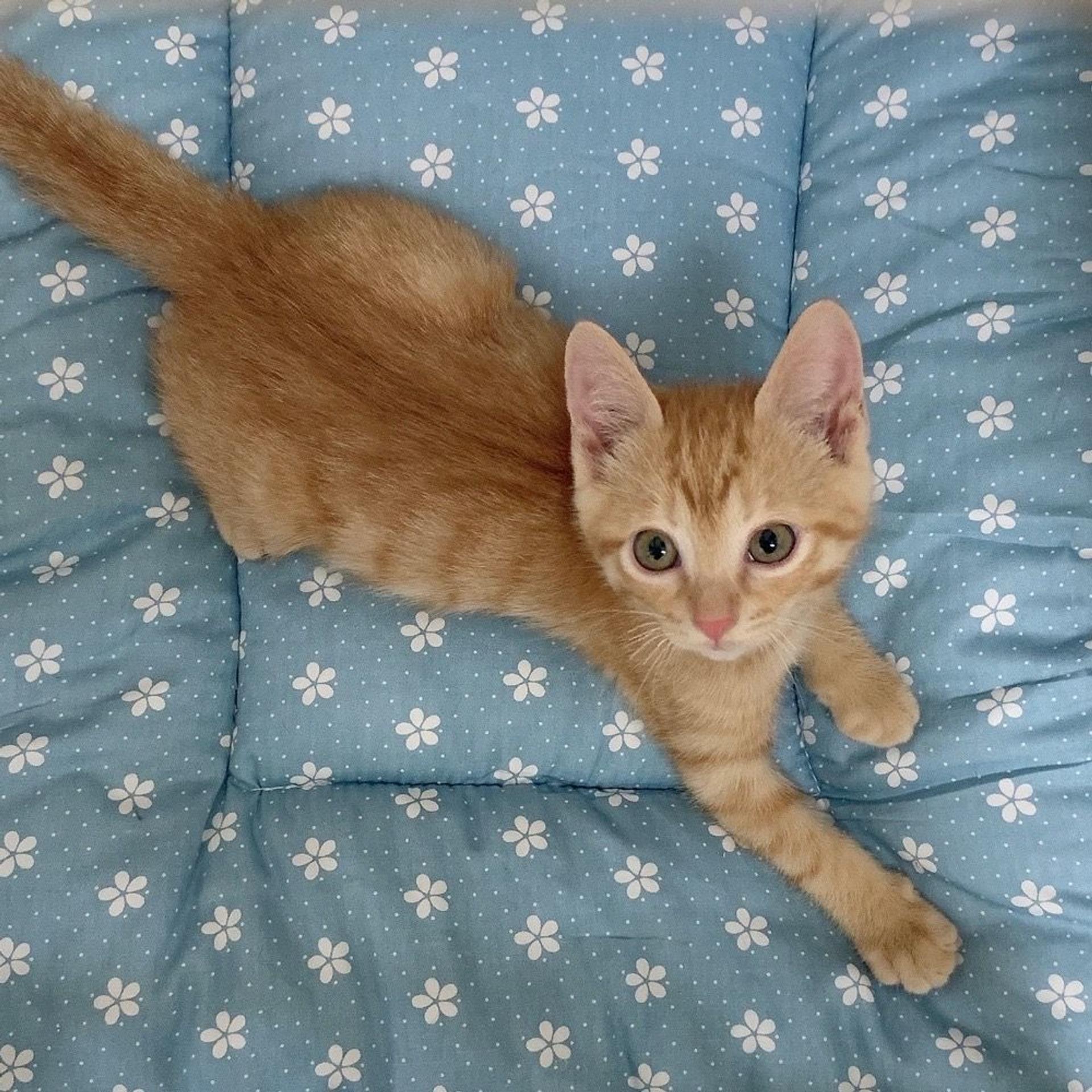 pet-image-2