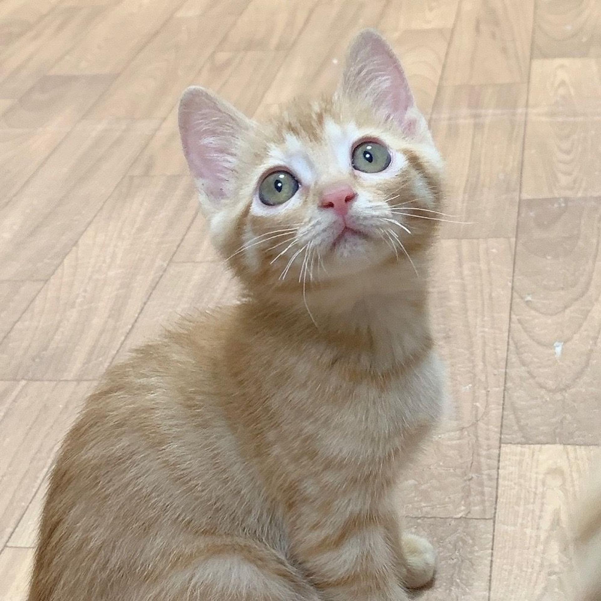 pet-image-4