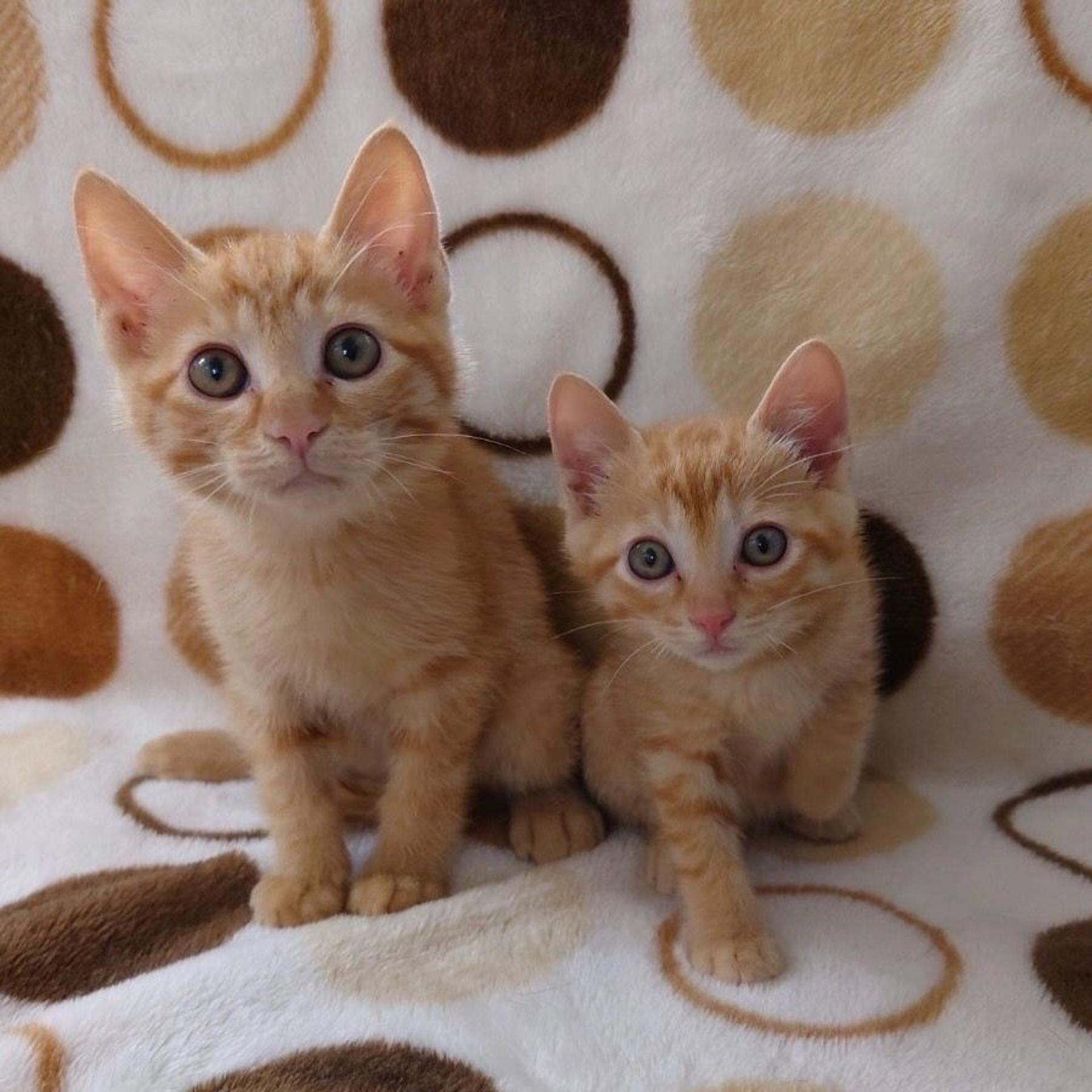 pet-image-5