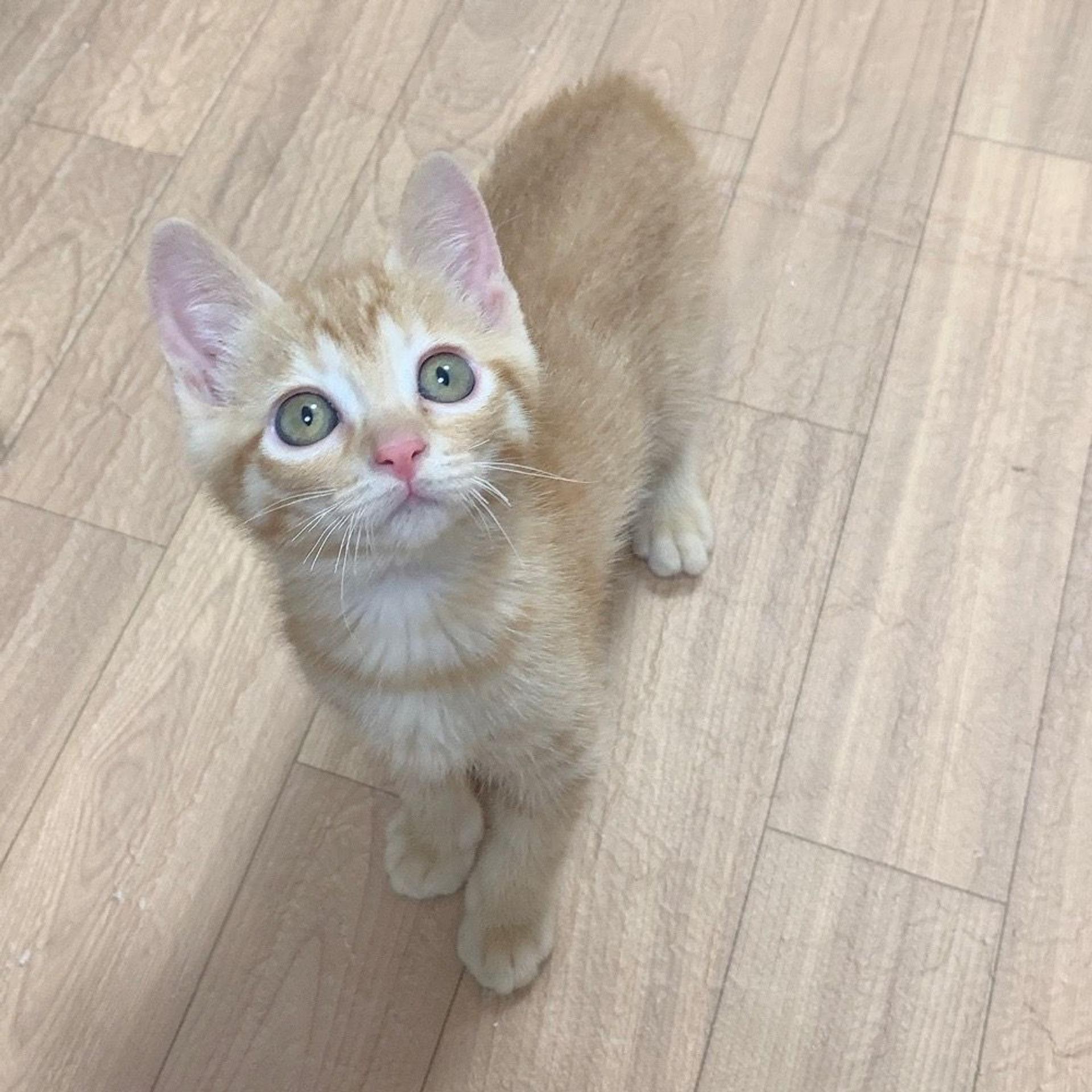 pet-image-7