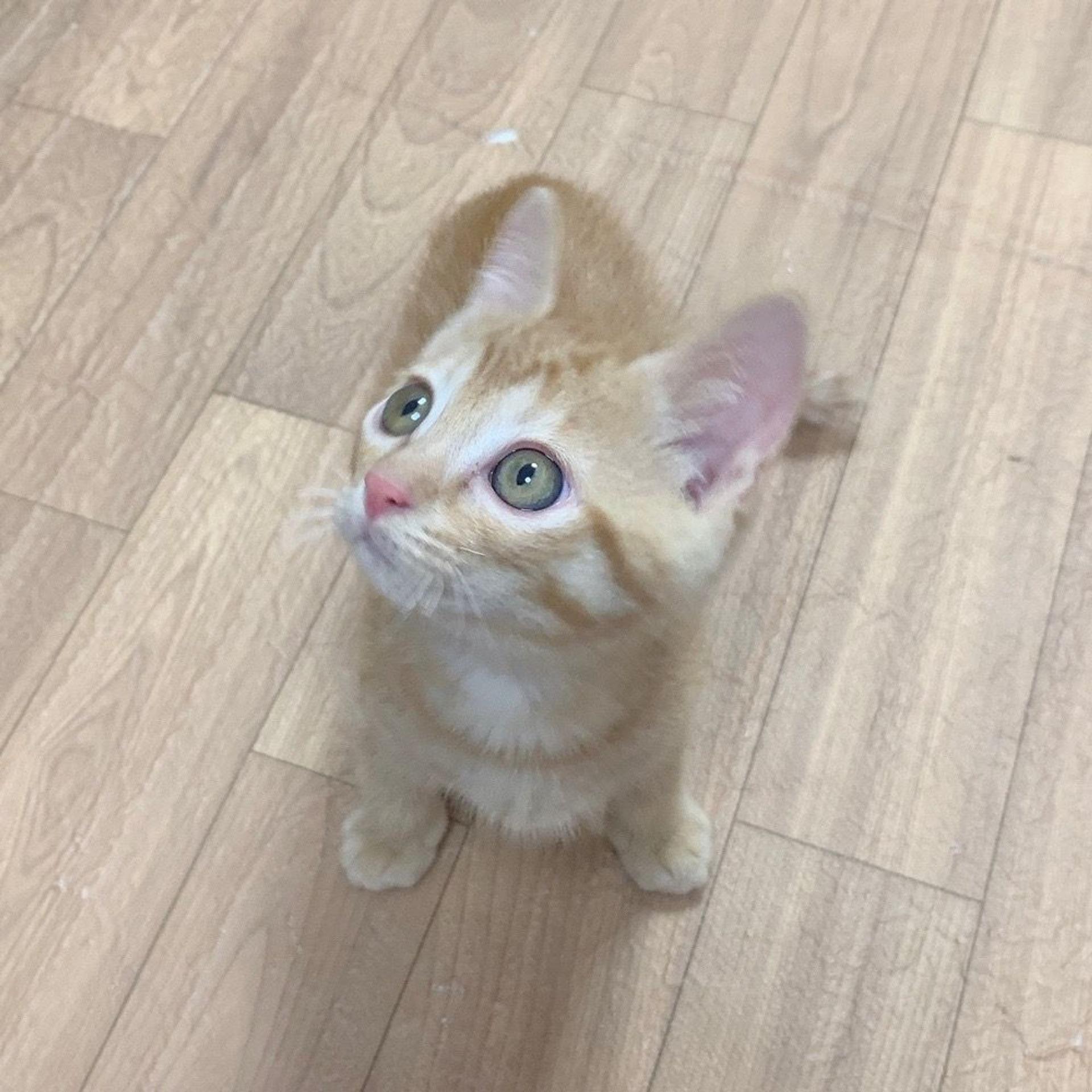 pet-image-8
