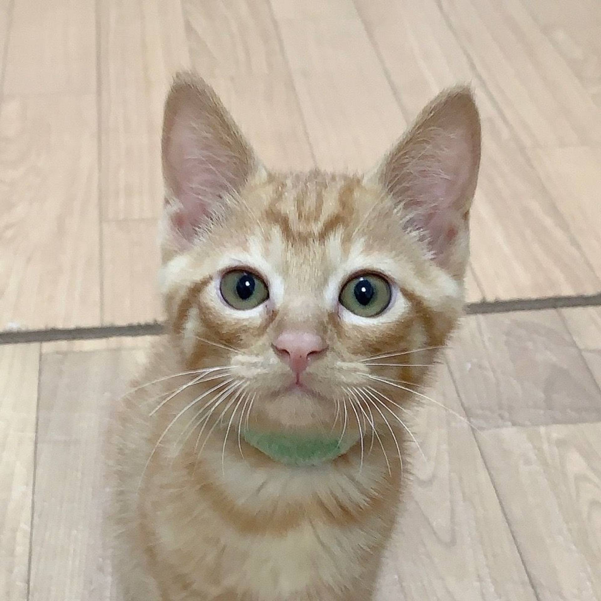 雑種（ミックス猫）・オスの里親募集の写真