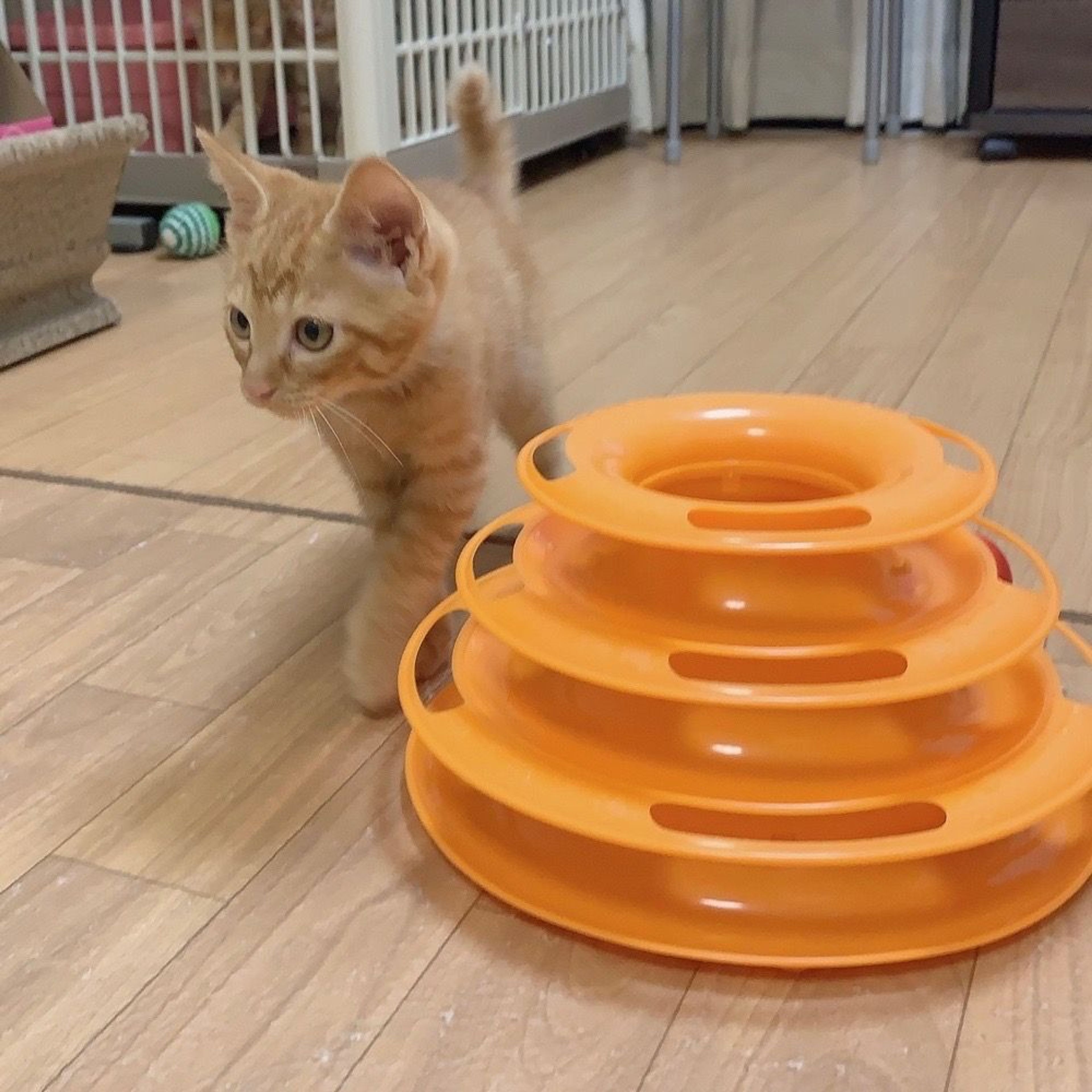 pet-image-6