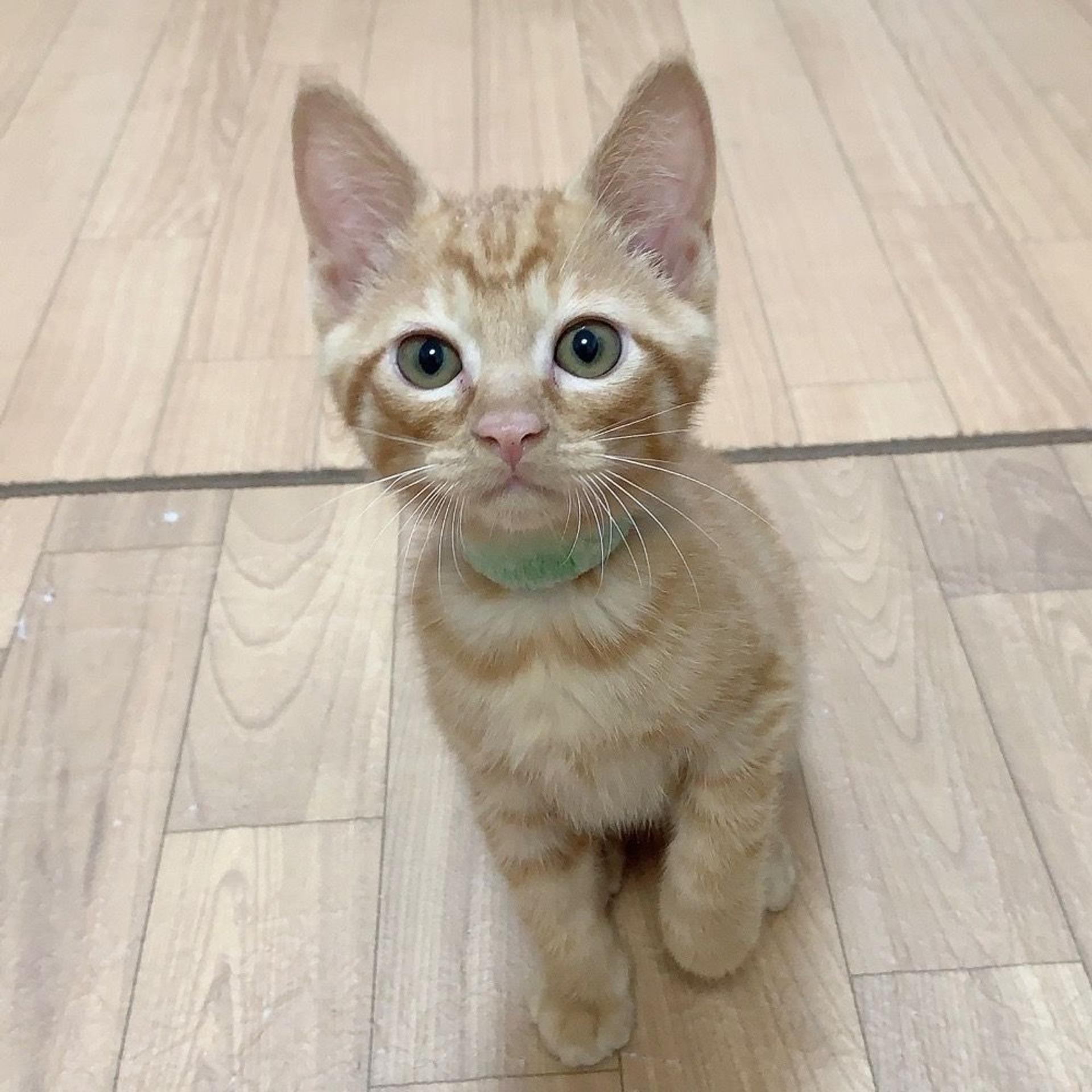 pet-image-8