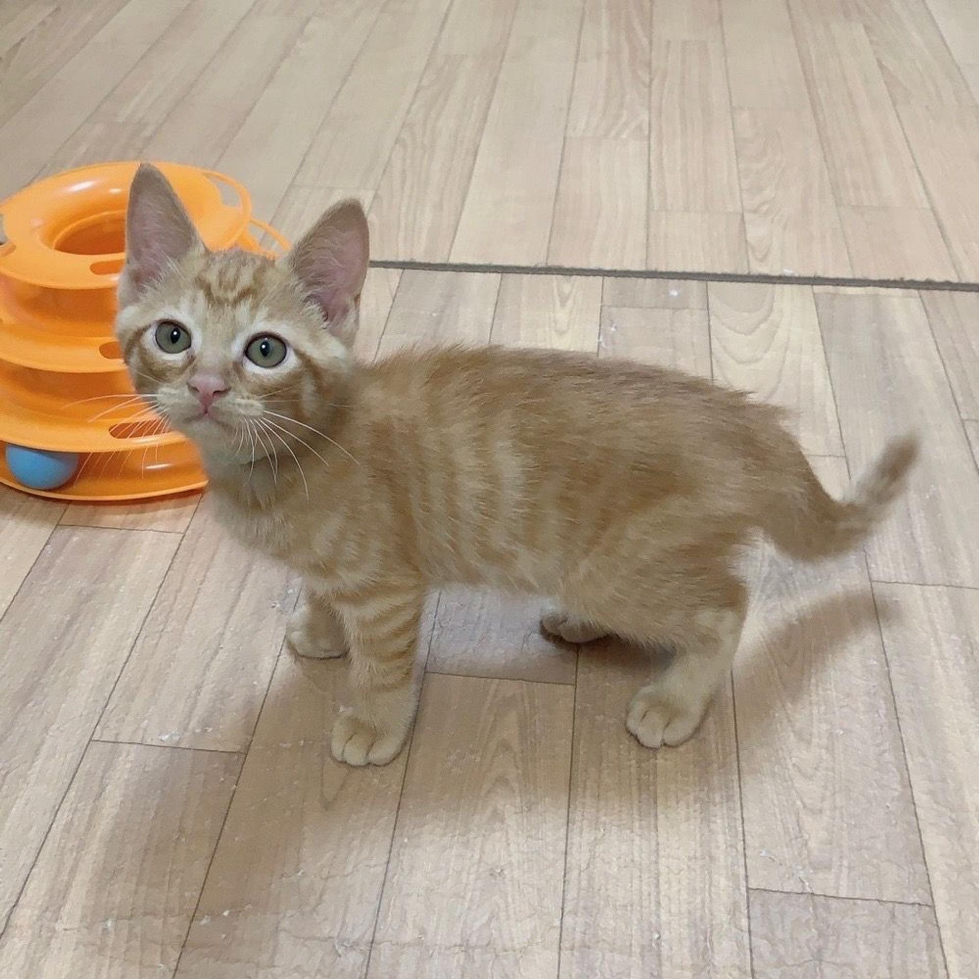 pet-image-4