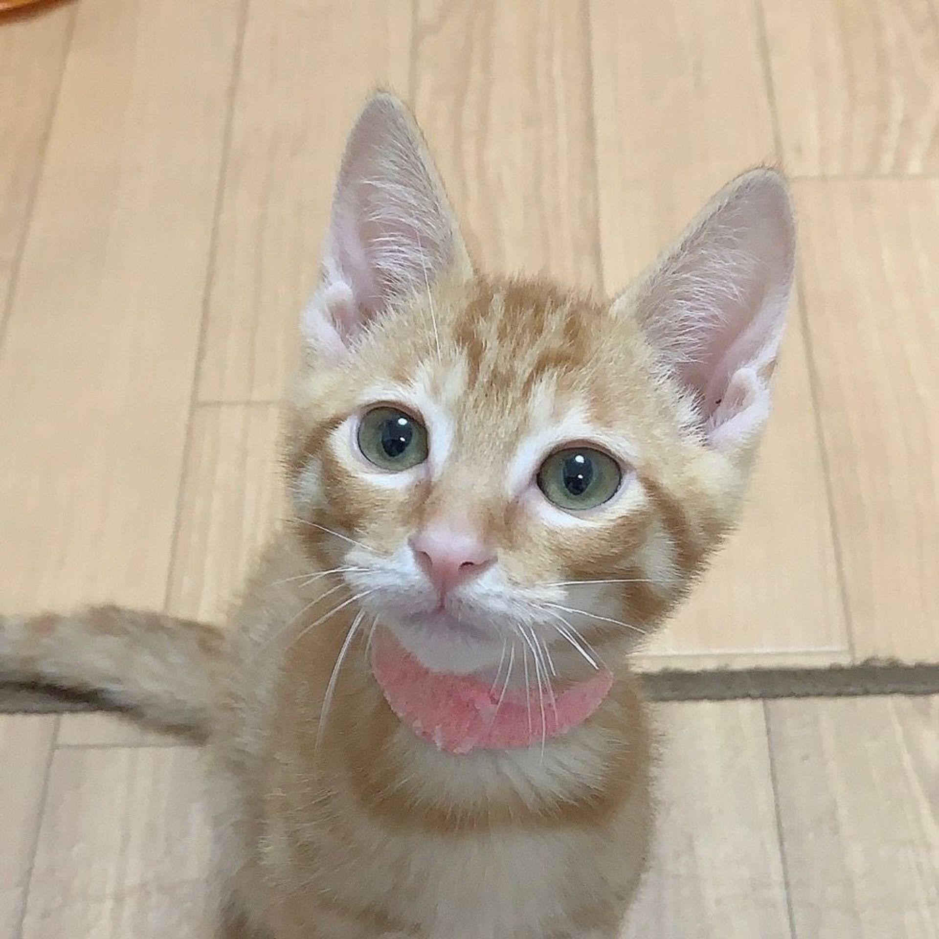 雑種（ミックス猫）・オスの里親募集の写真