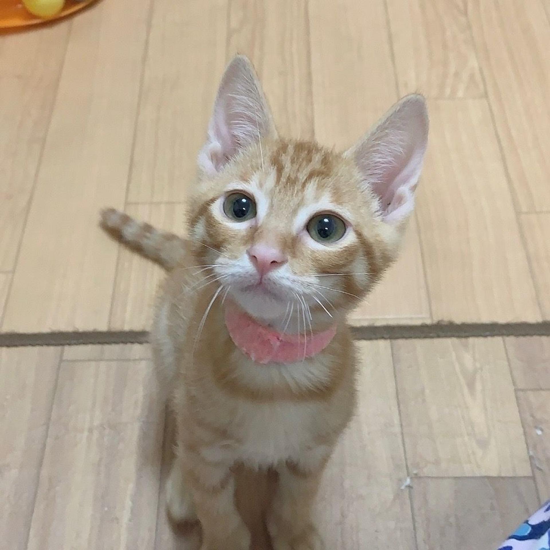 pet-image-2