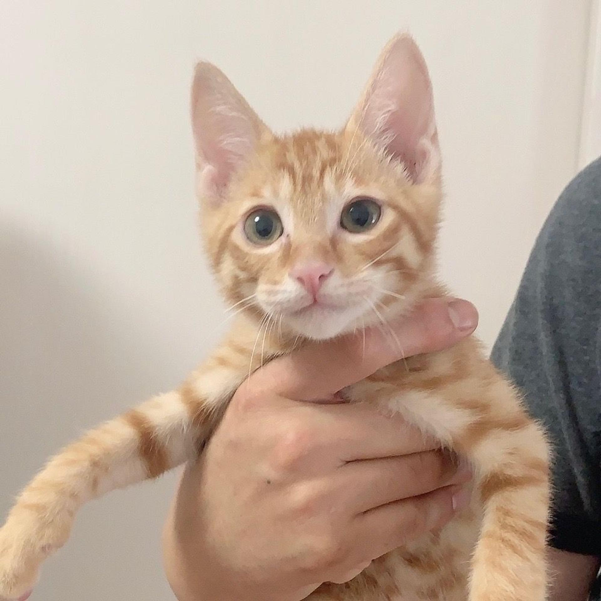 pet-image-5