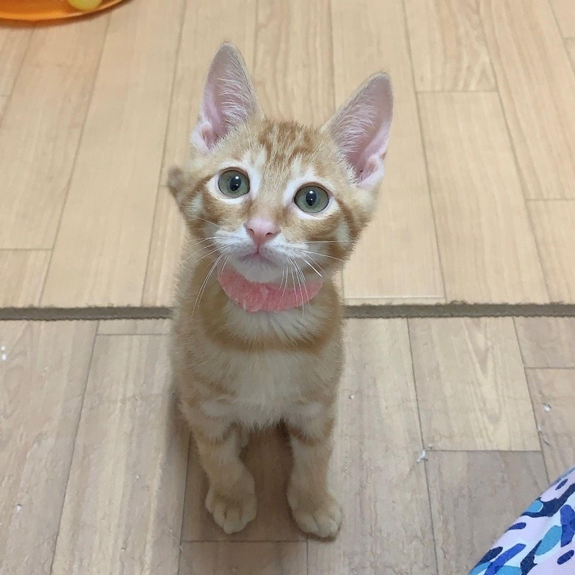 pet-image-8