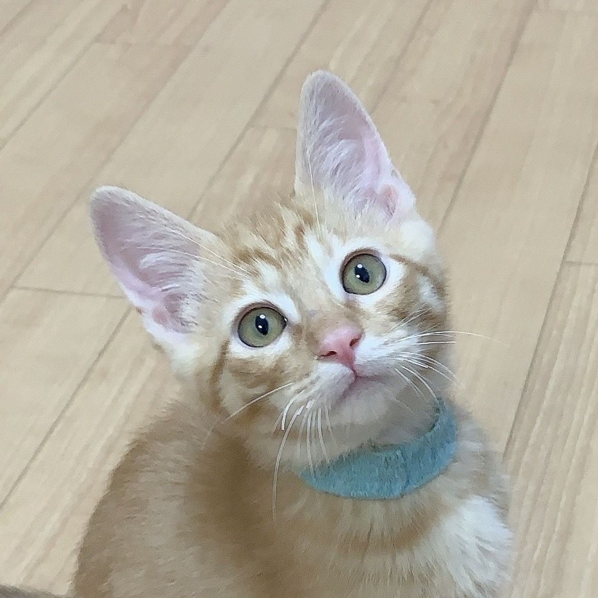 雑種（ミックス猫）・オスの里親募集の写真