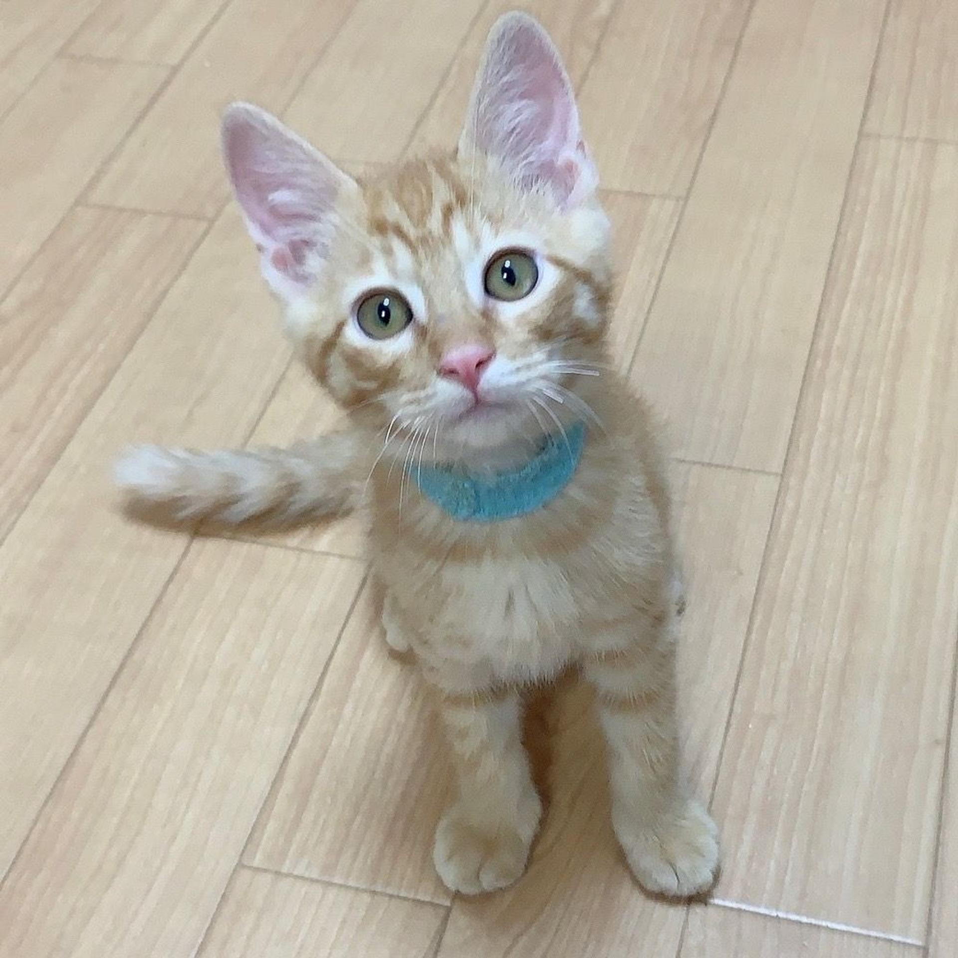 pet-image-3