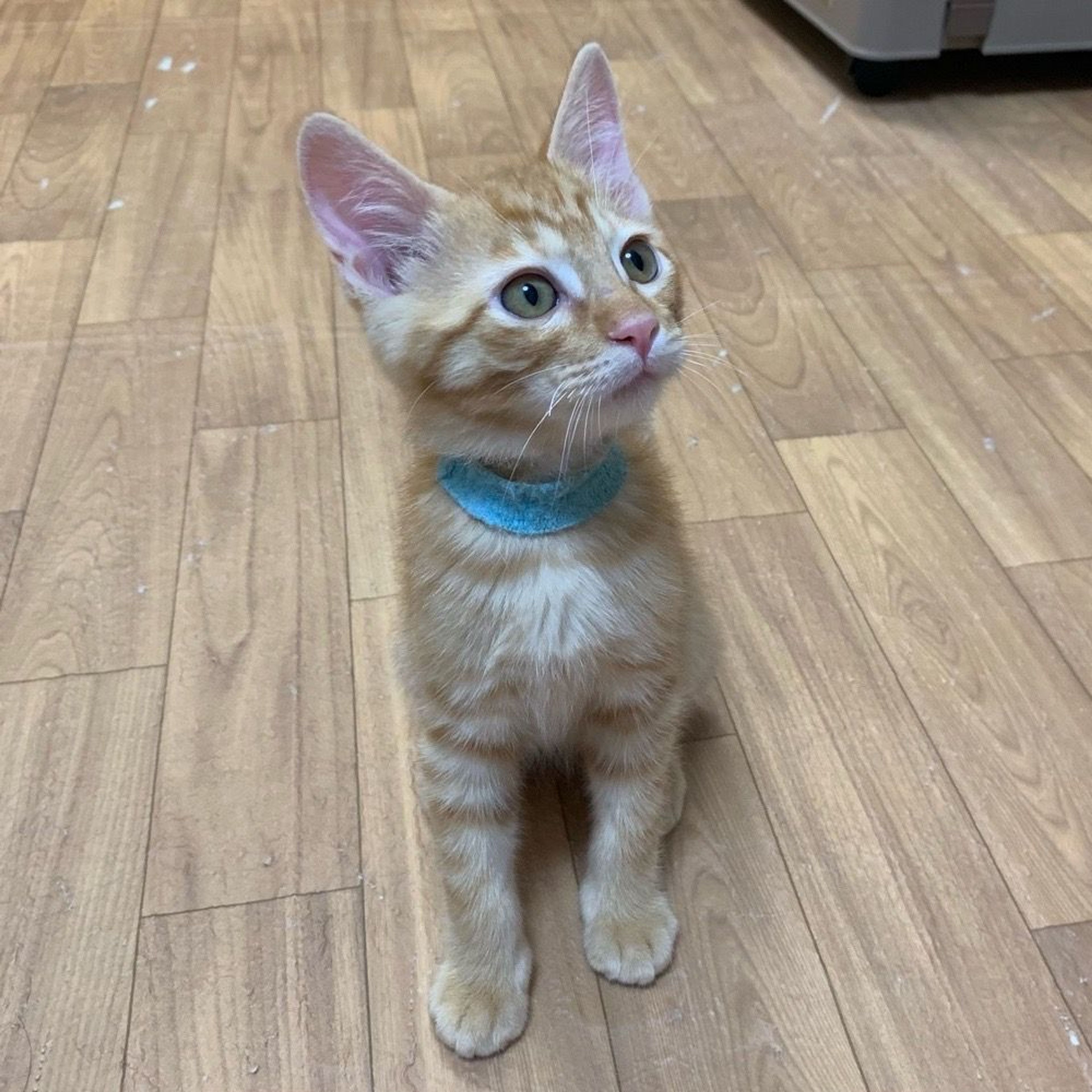 pet-image-4