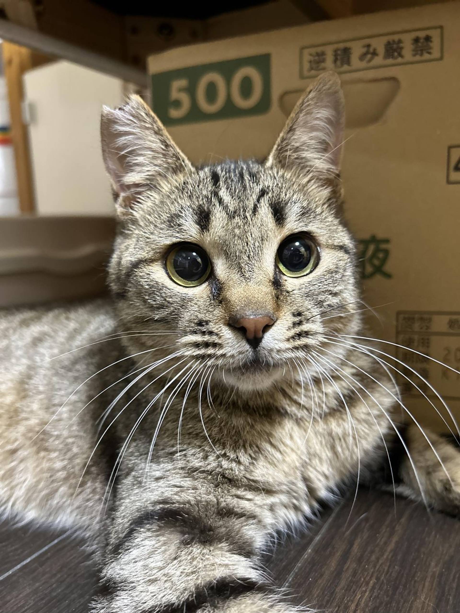 雑種（ミックス猫）・オスの里親募集の写真