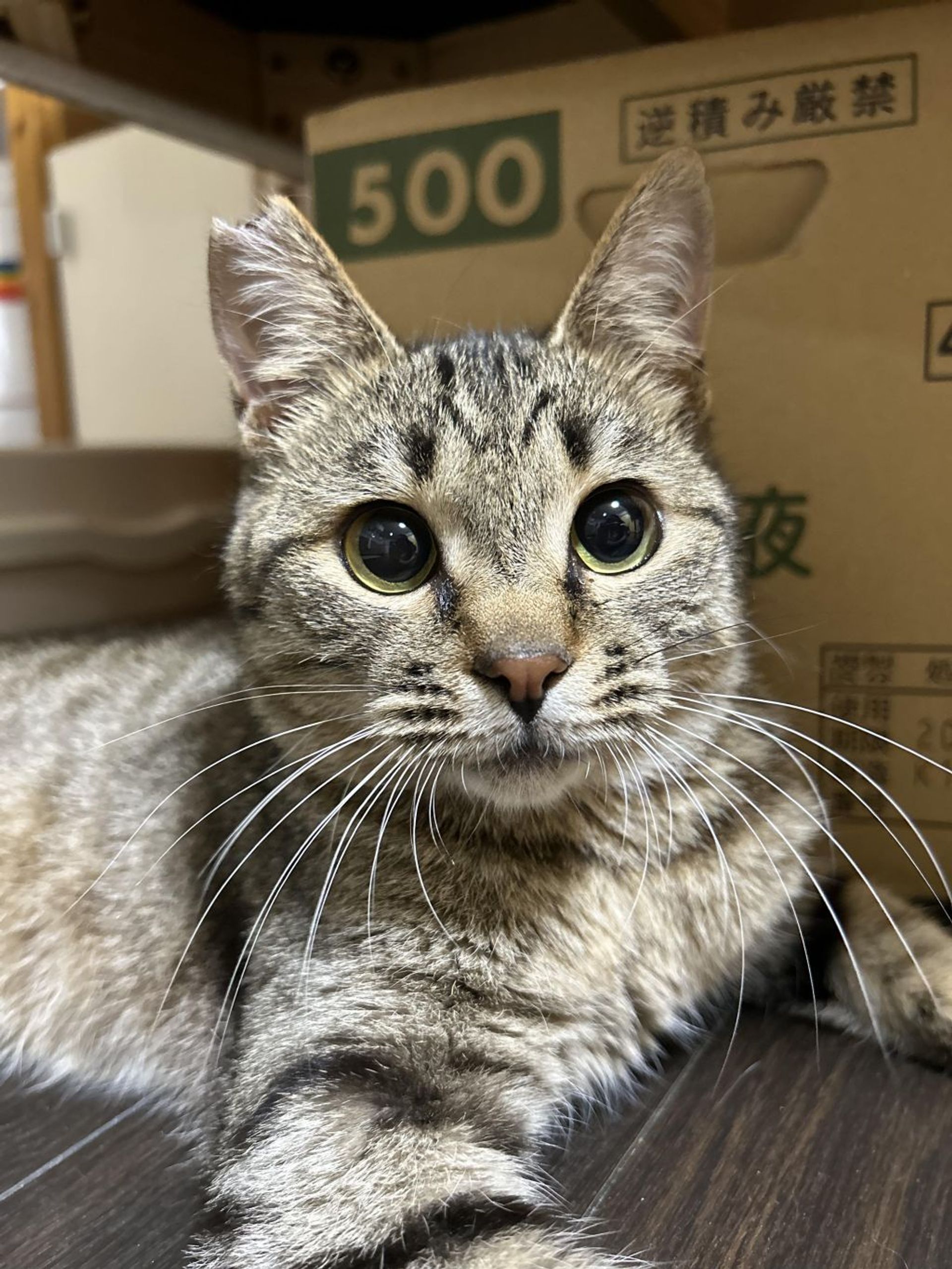 雑種（ミックス猫）・オスの里親募集の写真