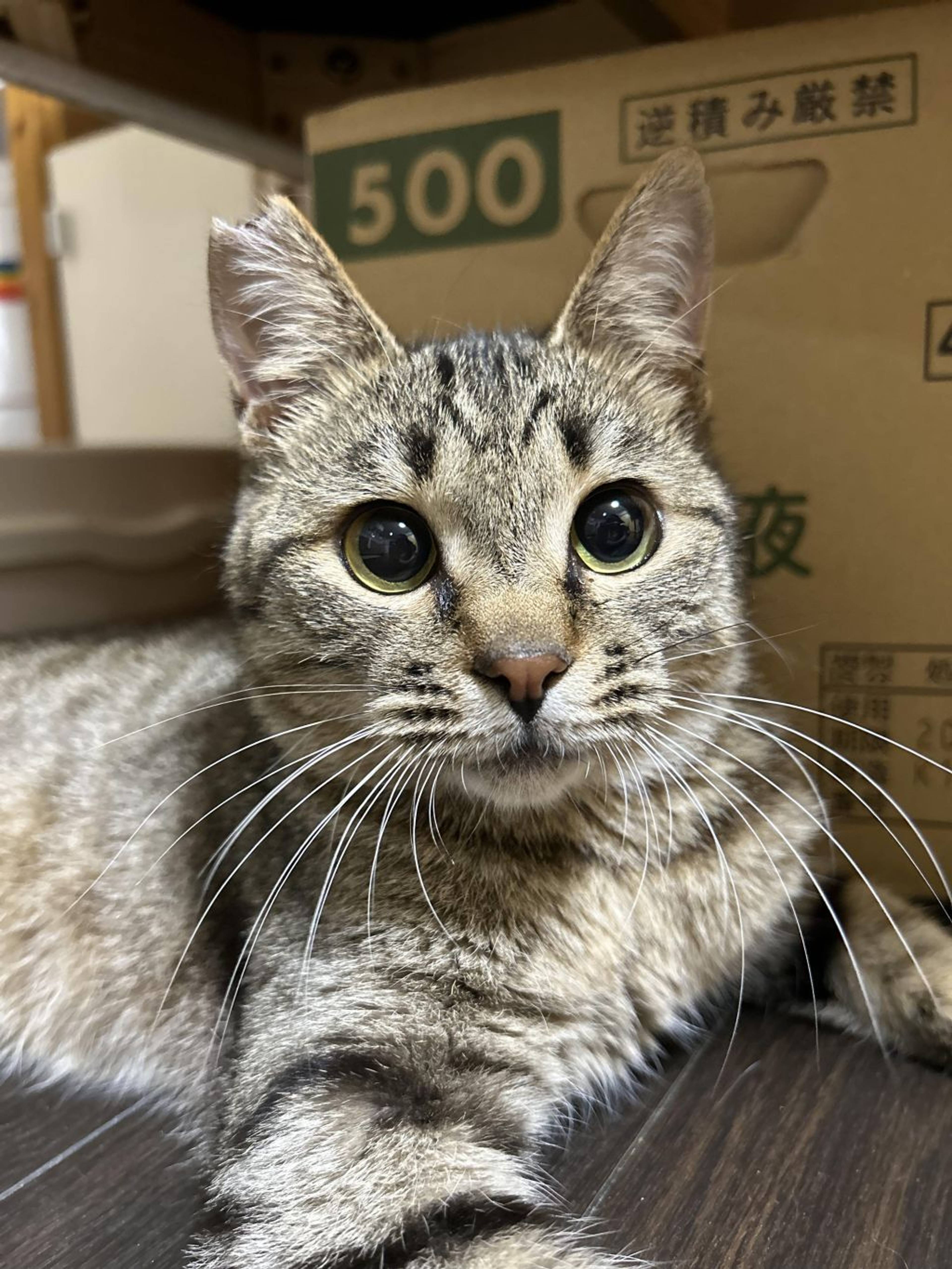 雑種（ミックス猫）・オスの里親募集の写真