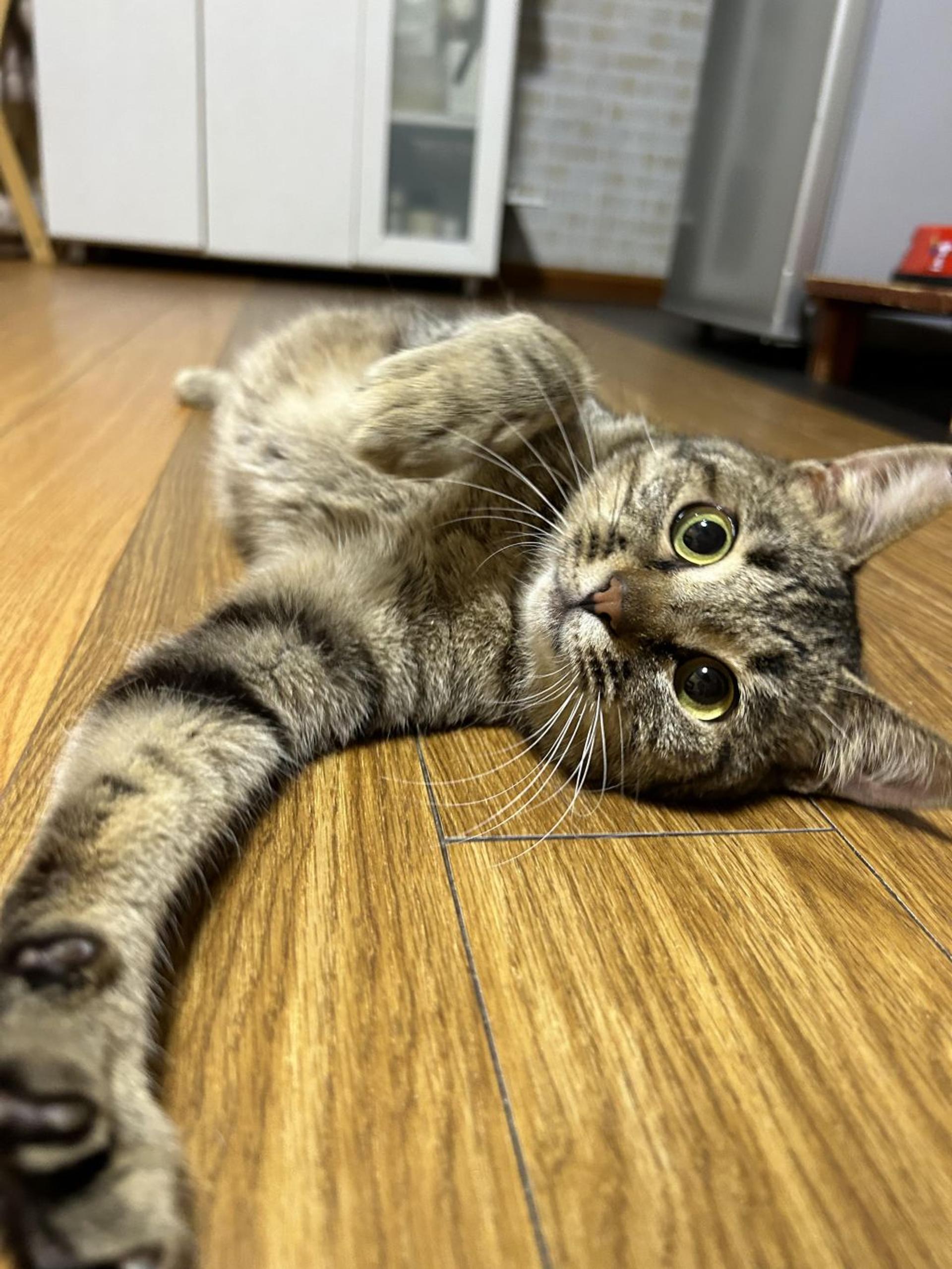 pet-image-3