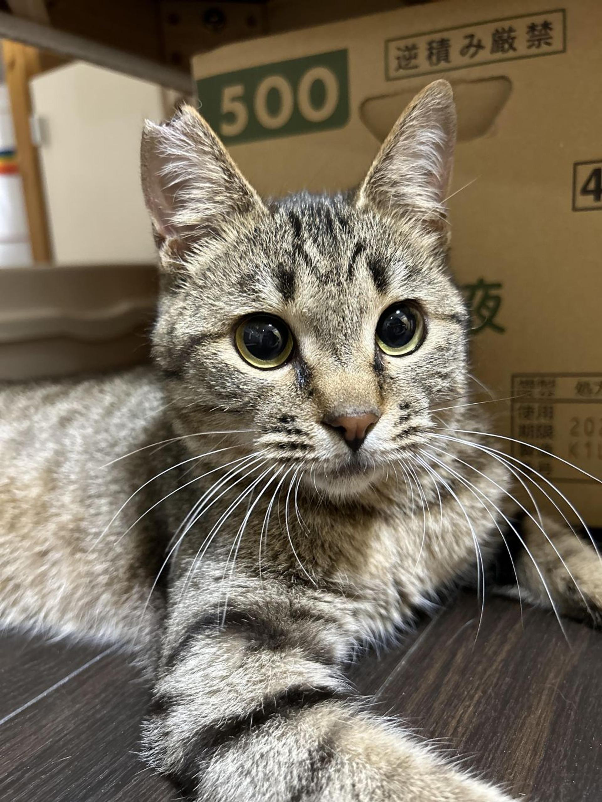 pet-image-5