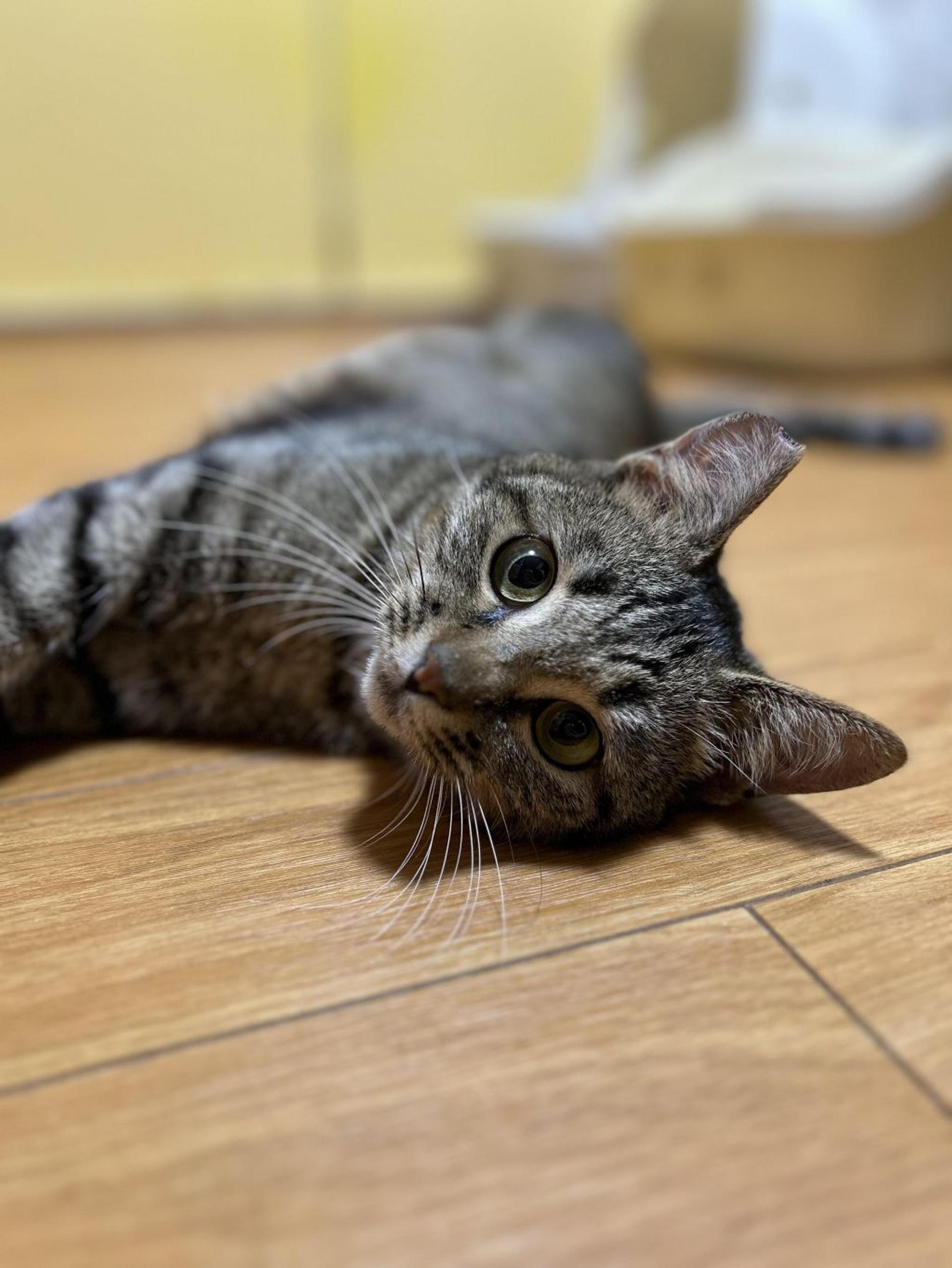 pet-image-9