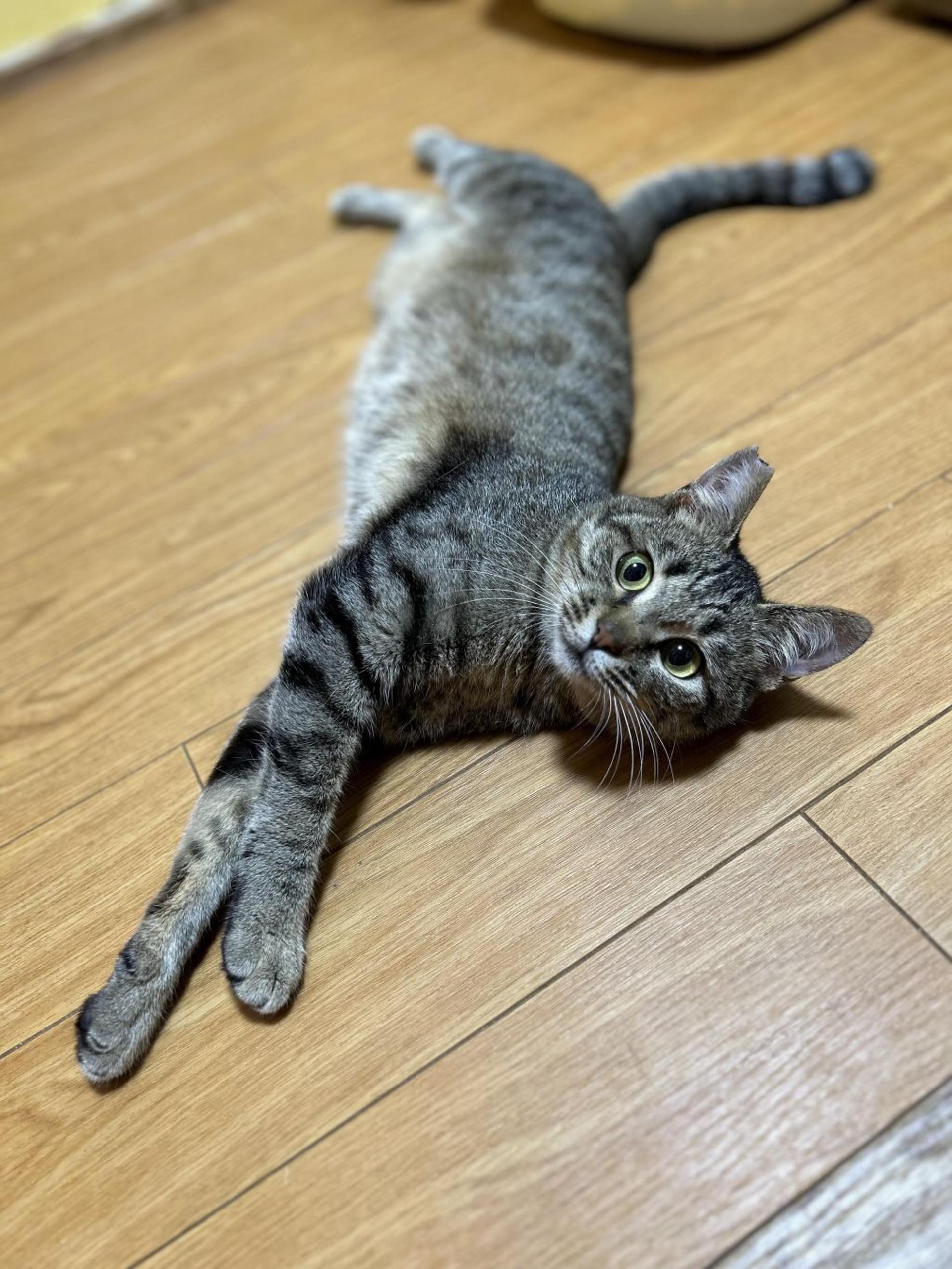pet-image-10