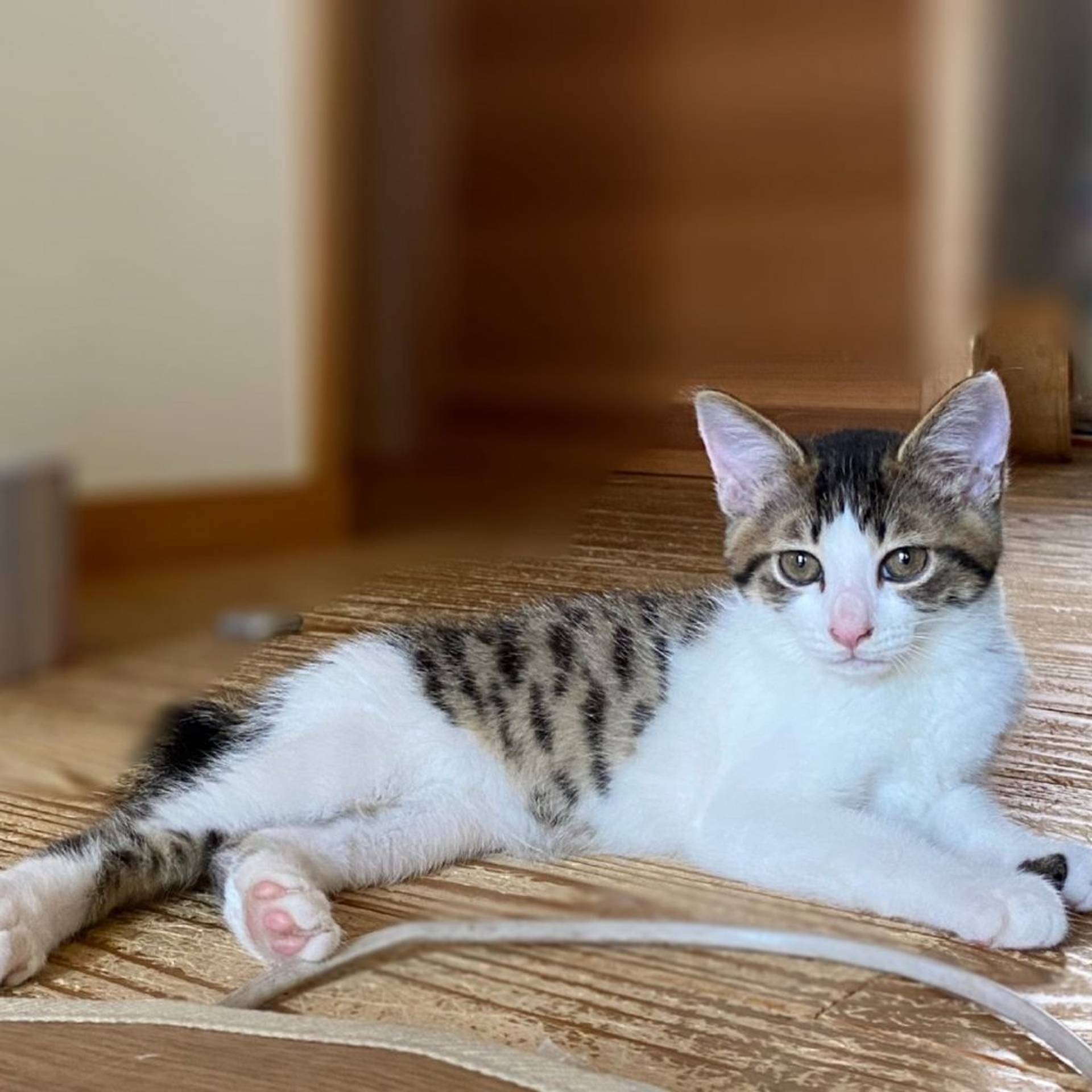 雑種（ミックス猫）・オスの里親募集の写真