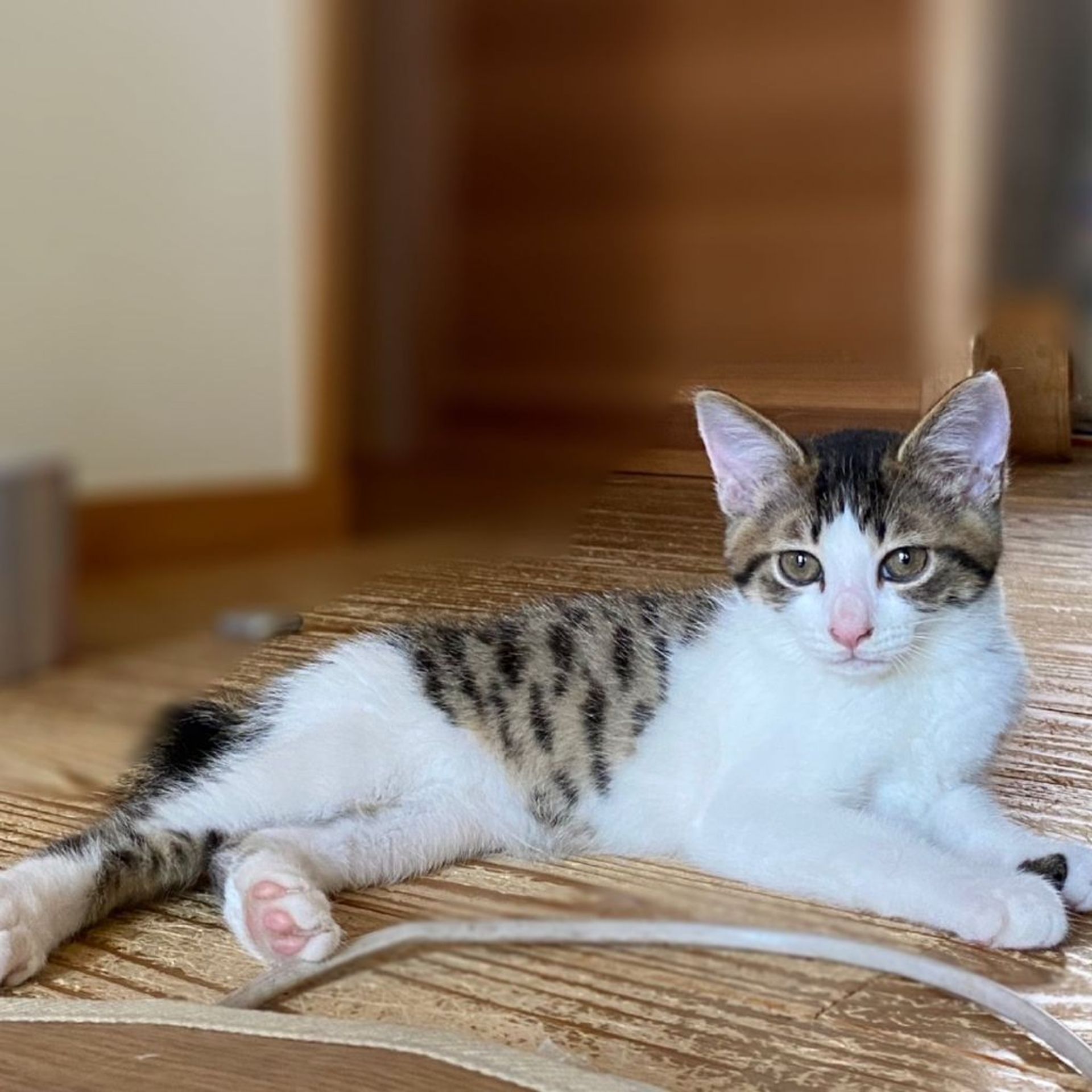 雑種（ミックス猫）・オスの里親募集の写真