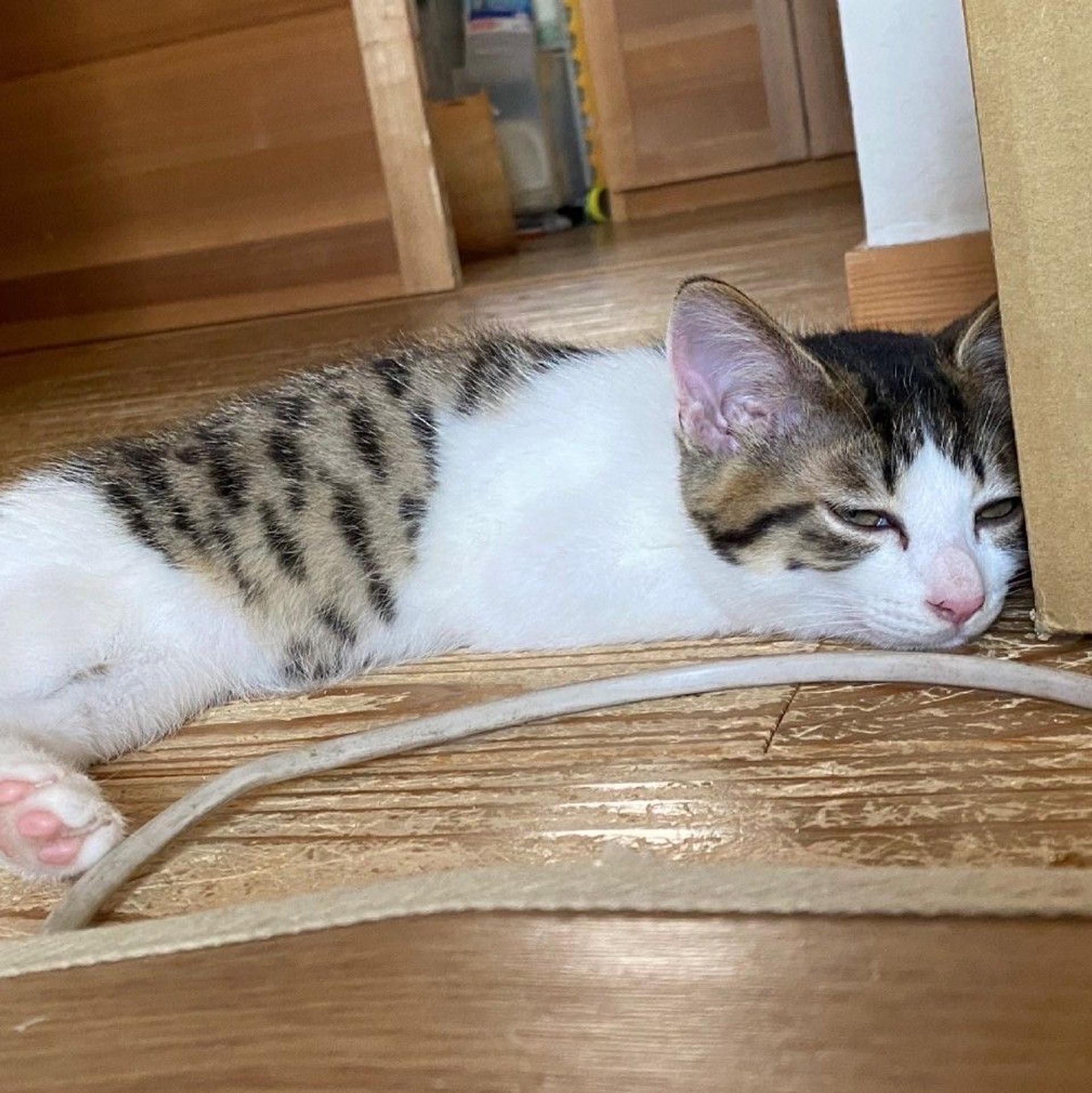 pet-image-2