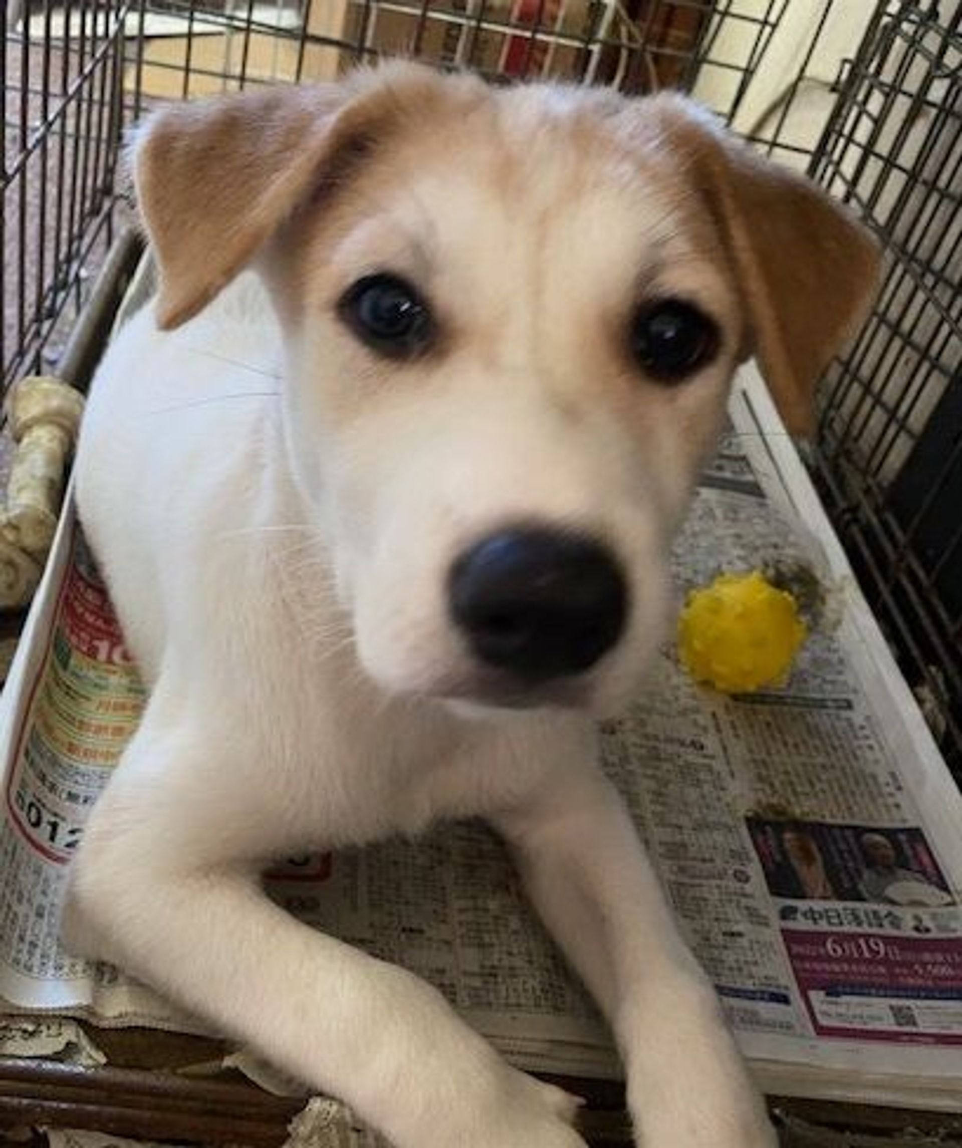 雑種（ミックス犬）・オスの里親募集の写真