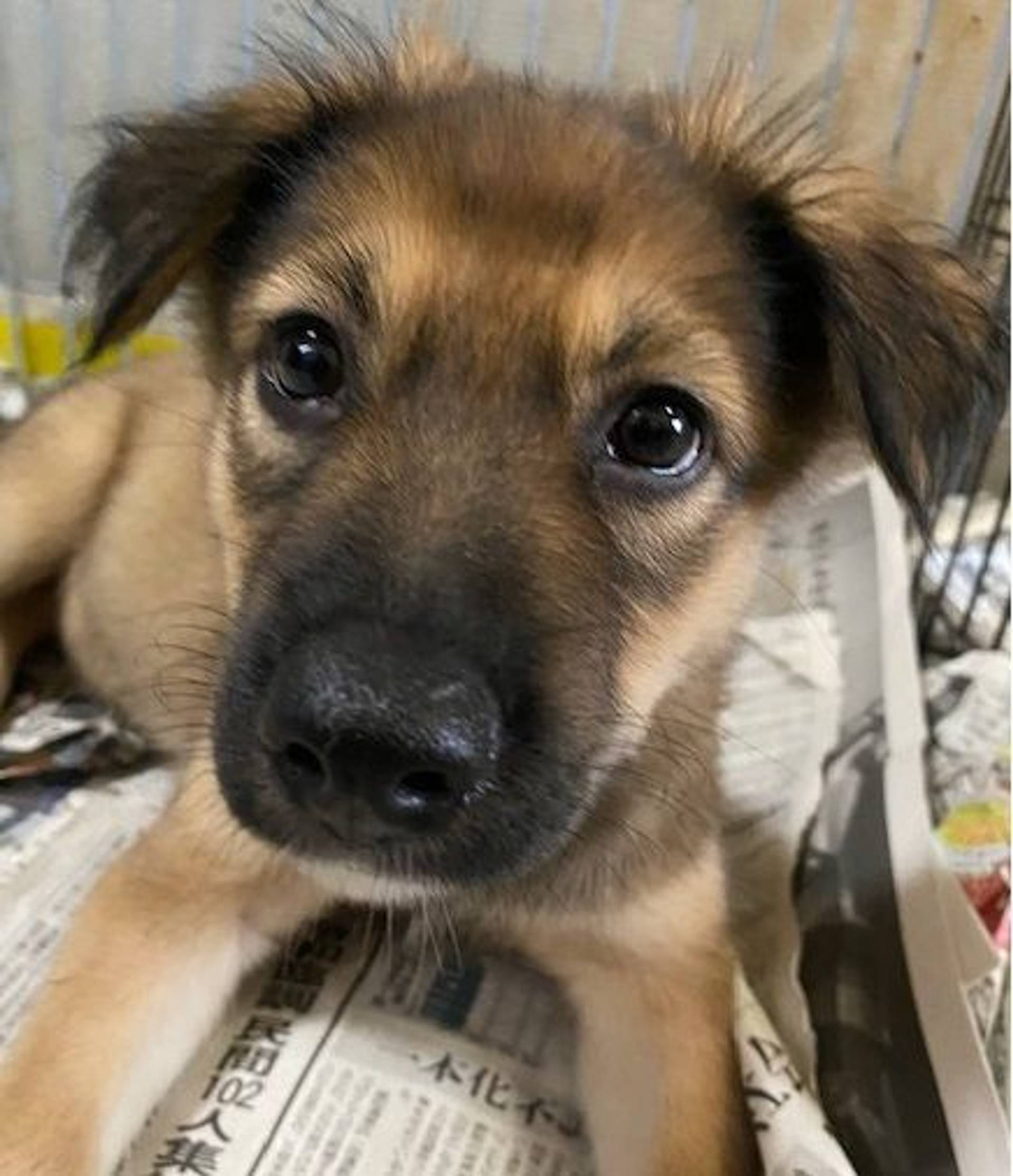 雑種（ミックス犬）・メスの里親募集の写真