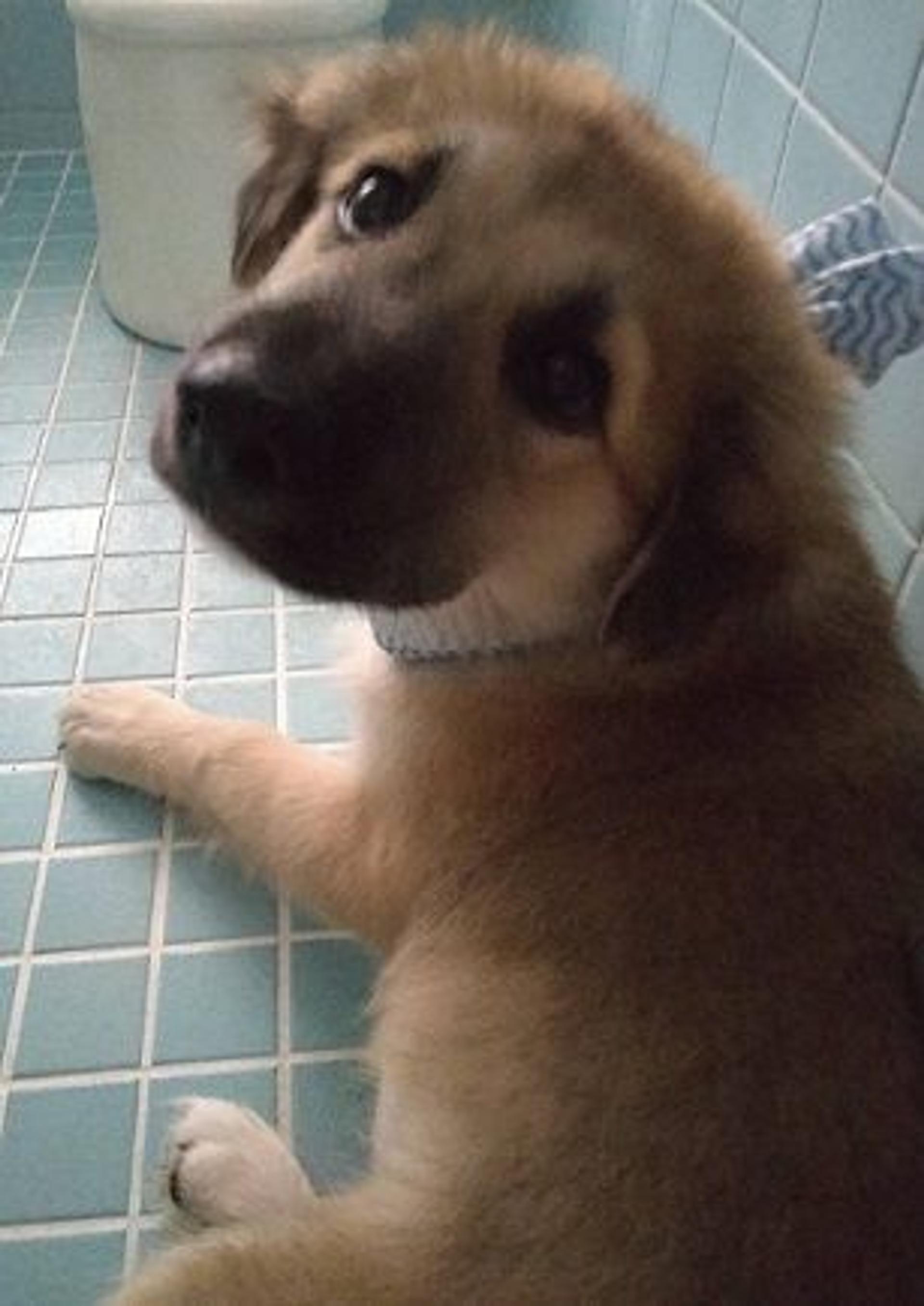 pet-image-3