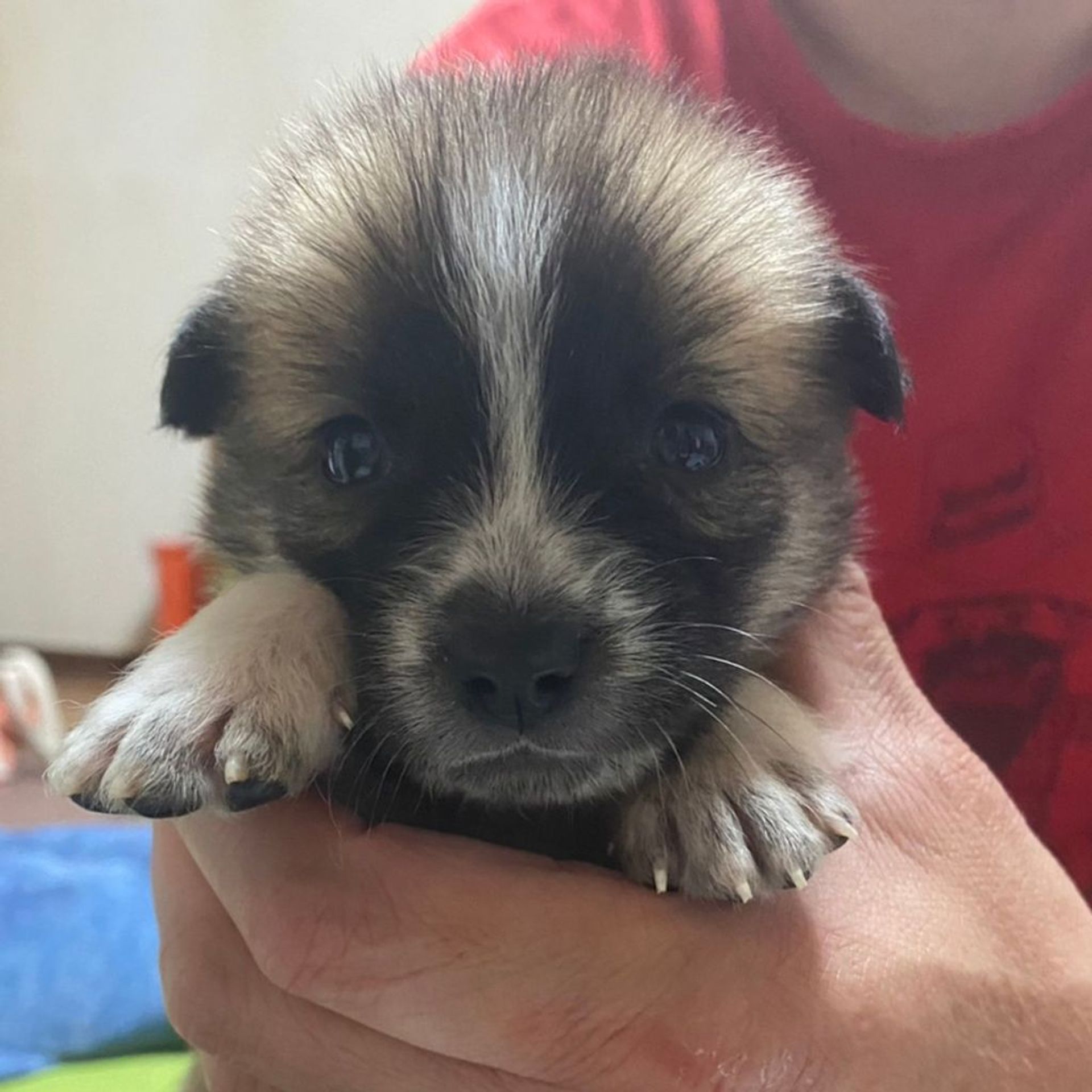 雑種（ミックス犬）・メスの里親募集の写真