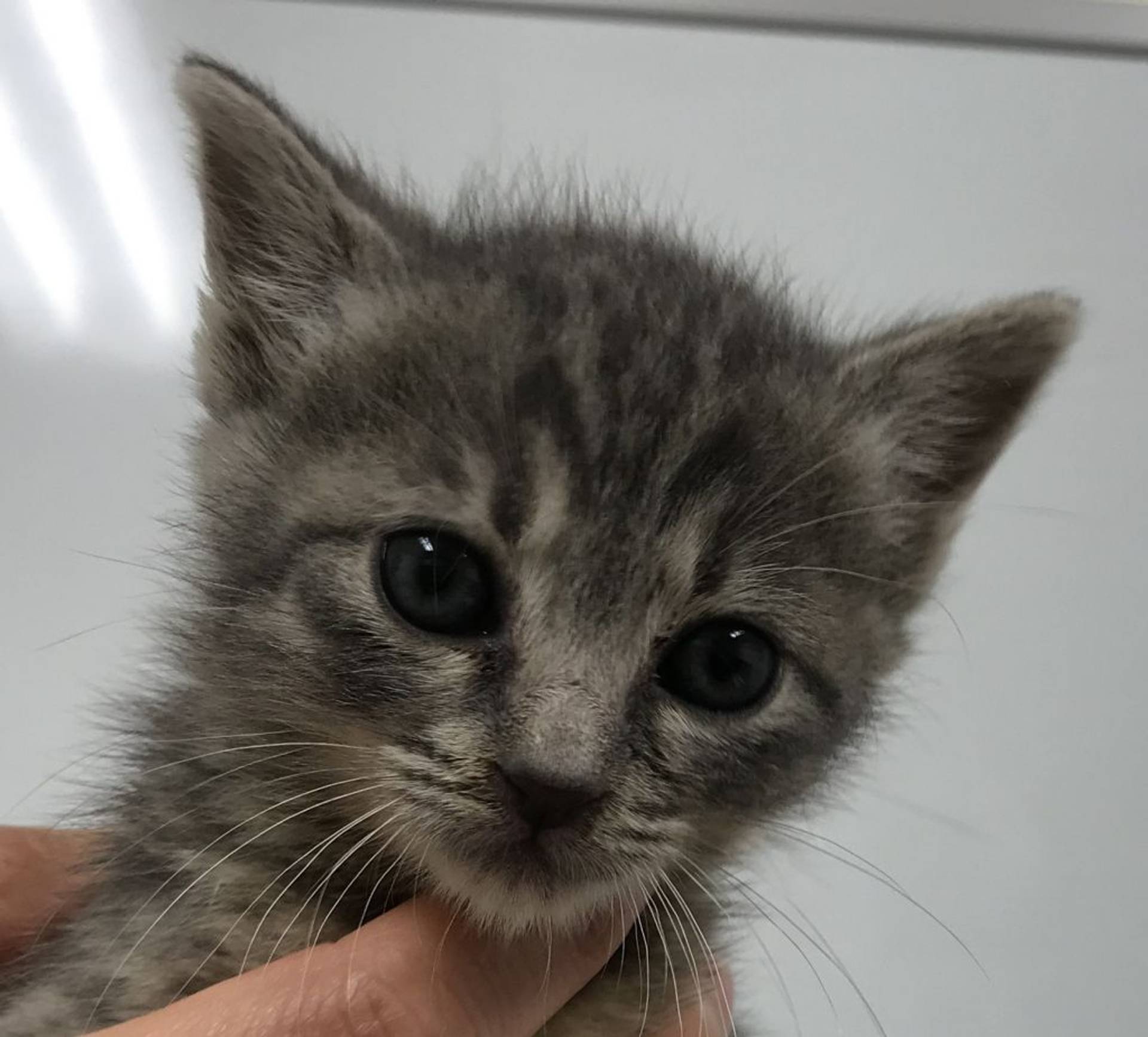 雑種（ミックス猫）・オスの里親募集の写真