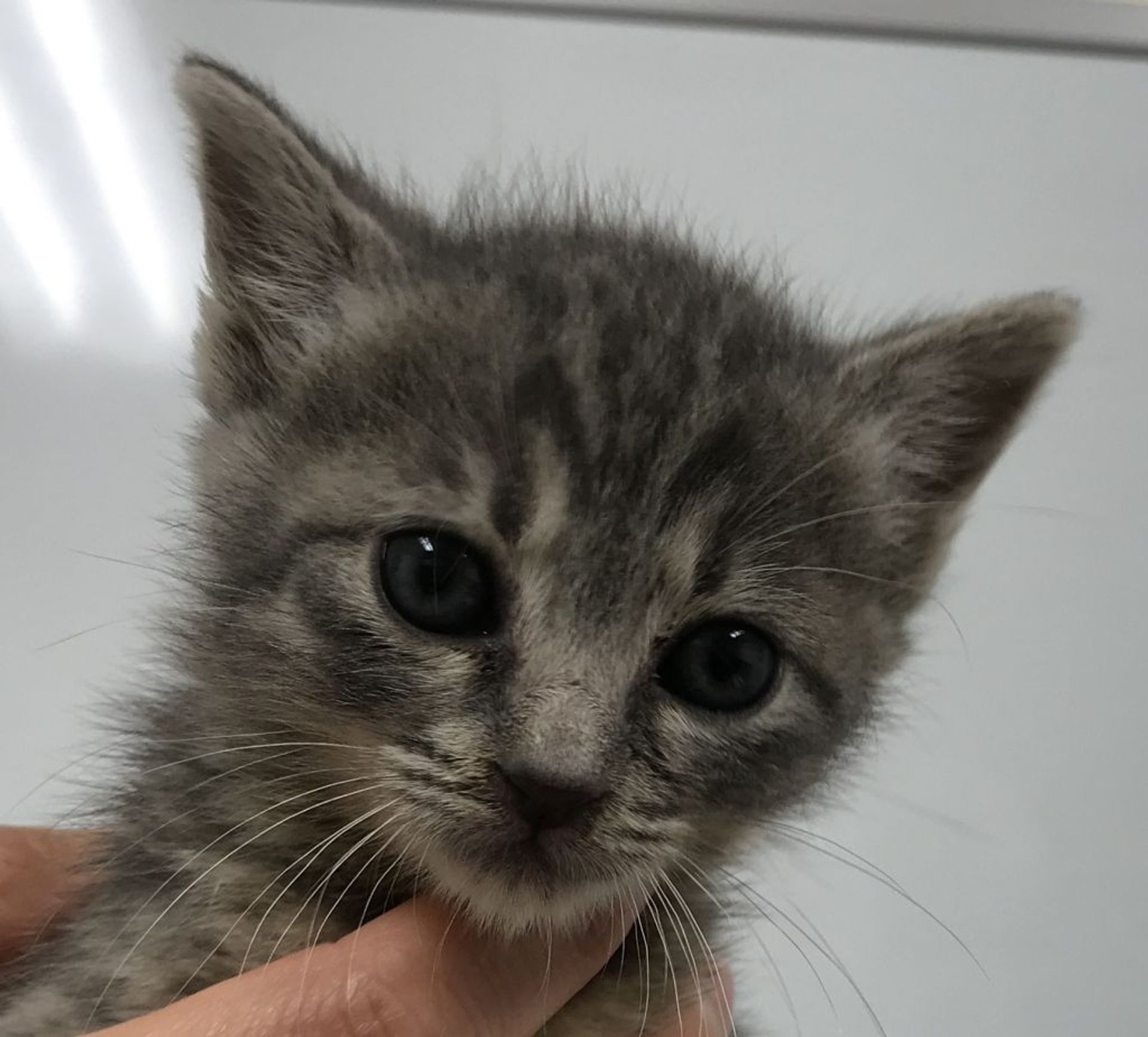 雑種（ミックス猫）・オスの里親募集の写真