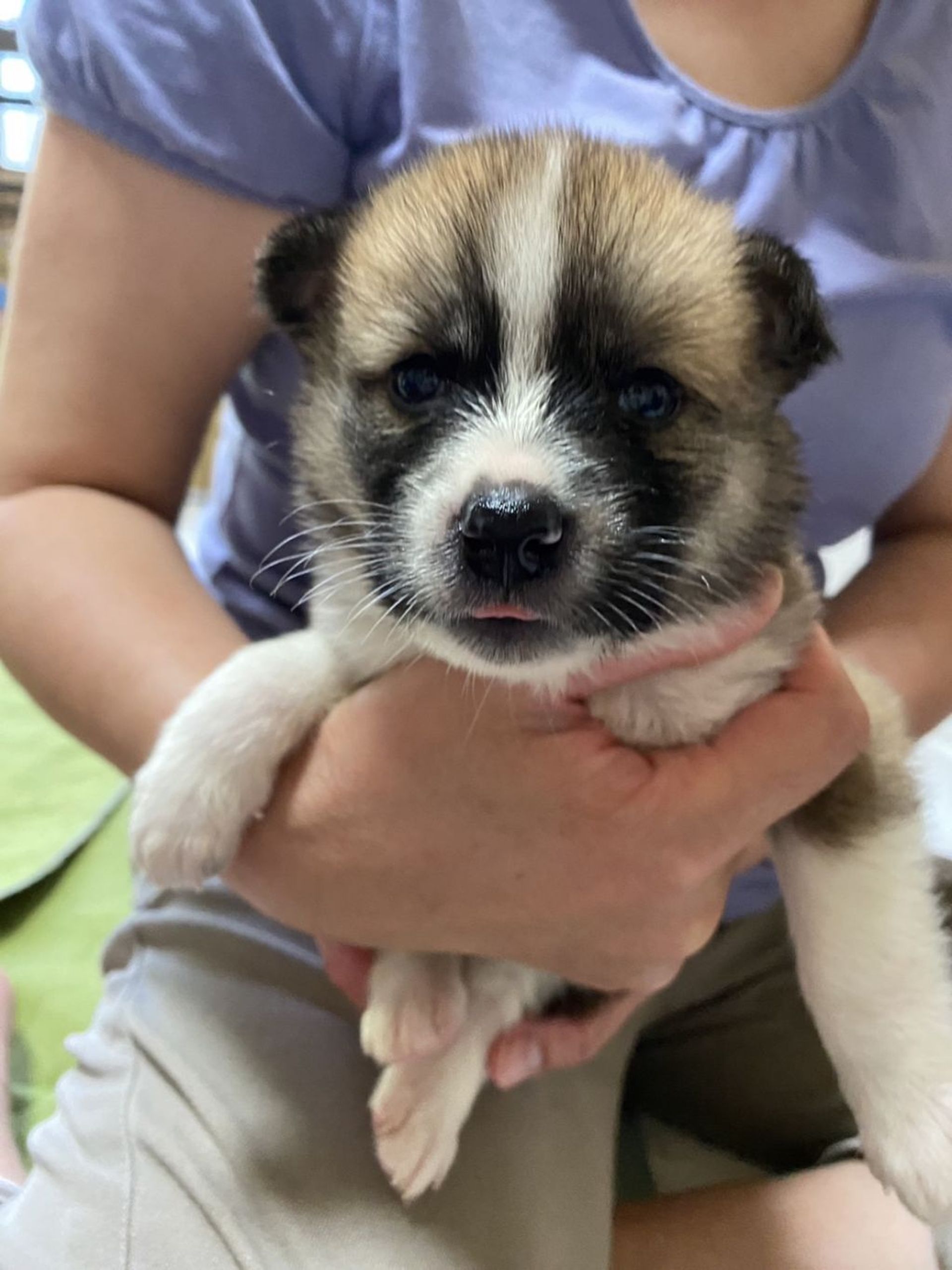 雑種（ミックス犬）・メスの里親募集の写真