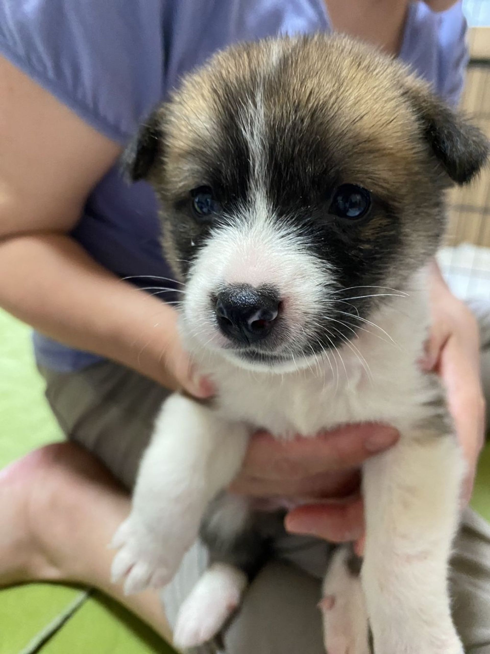 雑種（ミックス犬）・メスの里親募集の写真