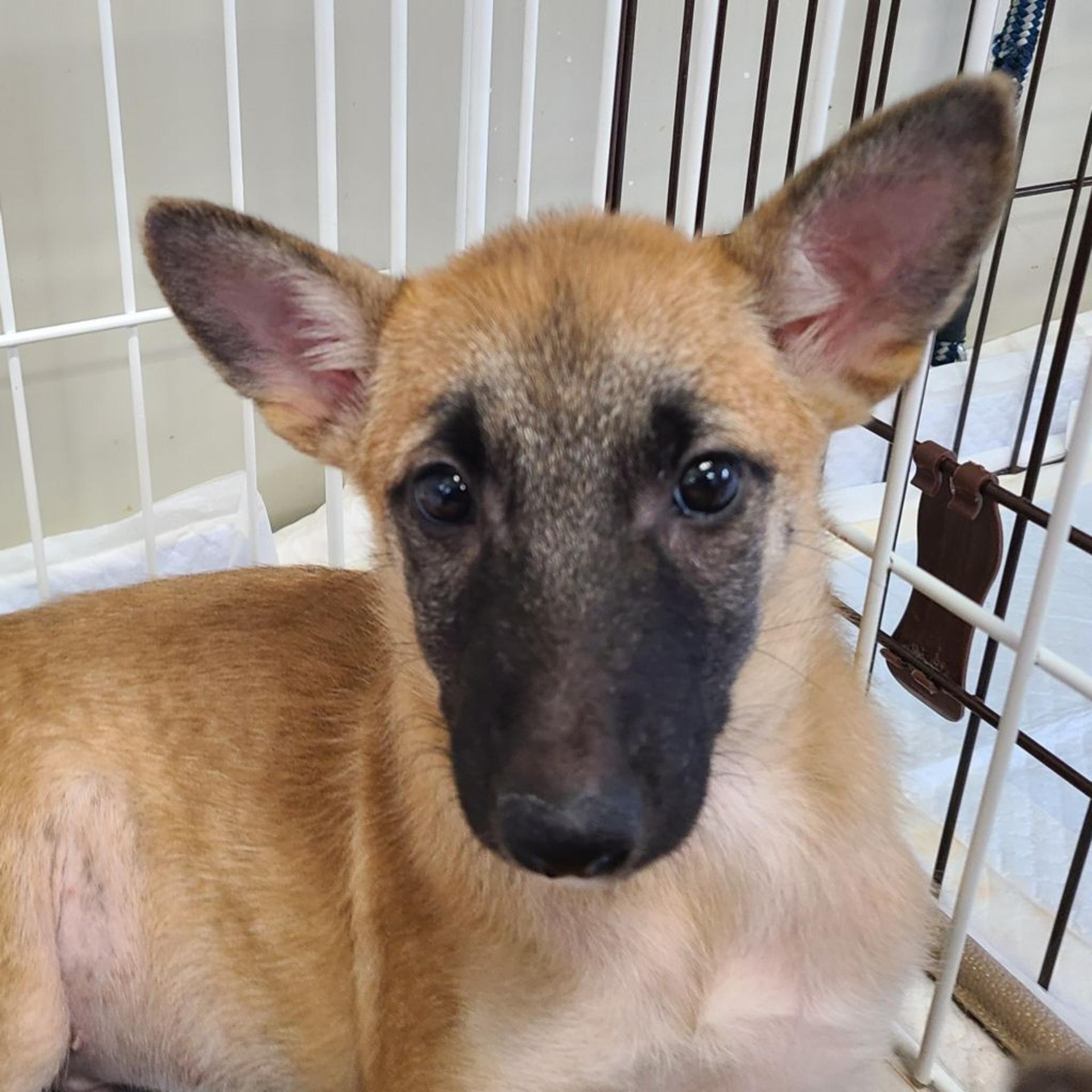 pet-image-2