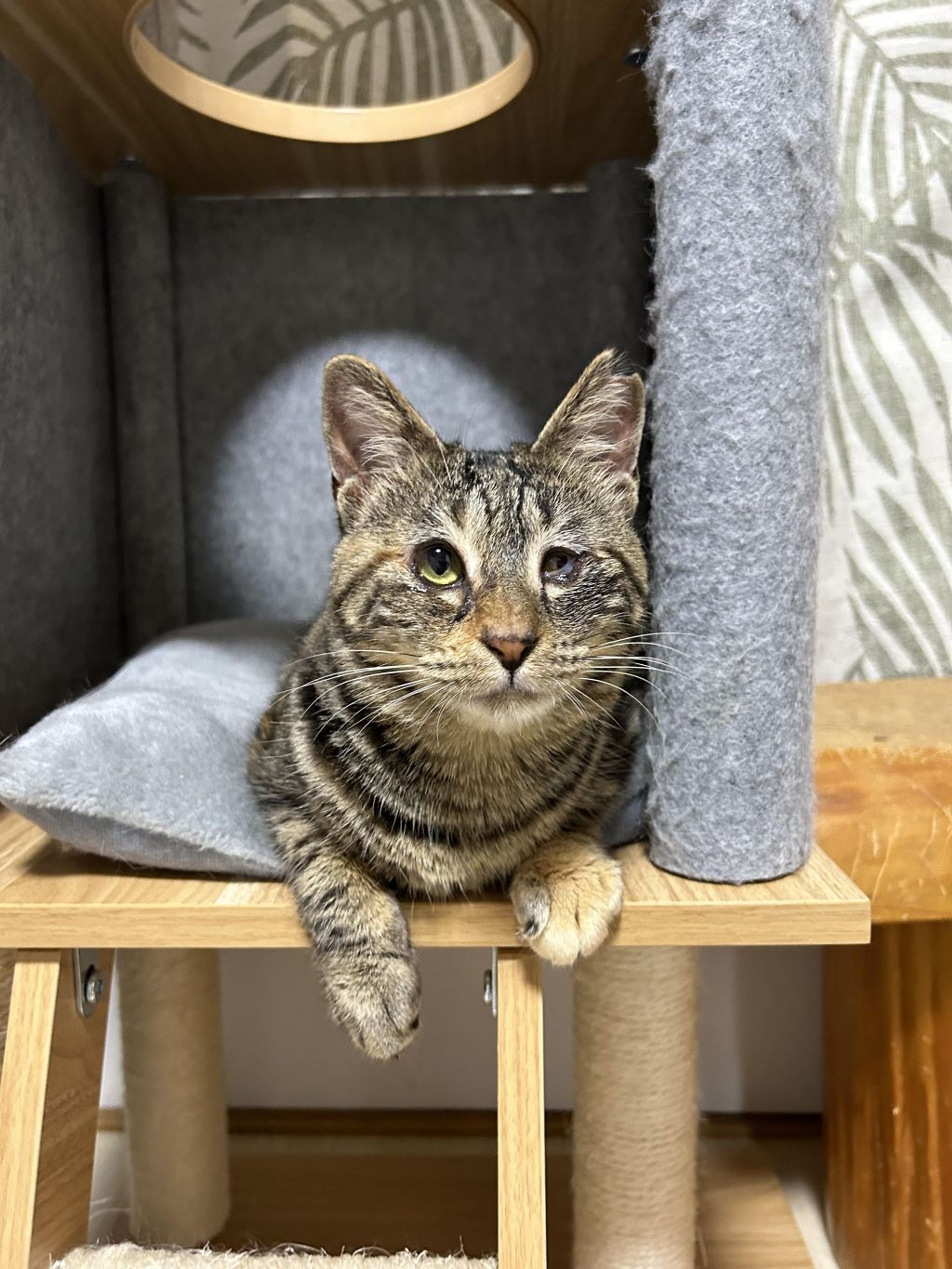 雑種（ミックス猫）・メスの里親募集の写真